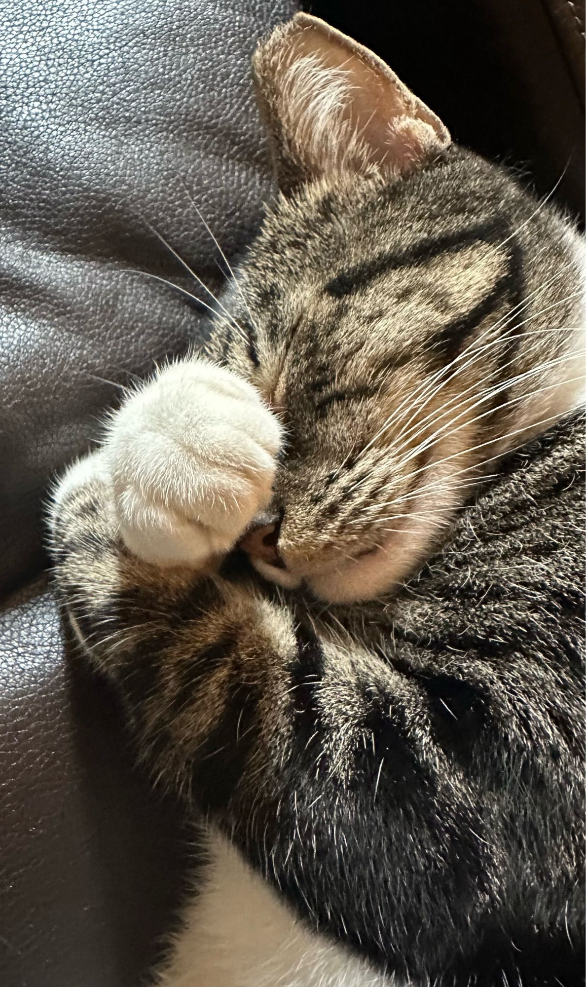 Benjamin the black and white stripy cat snoozing