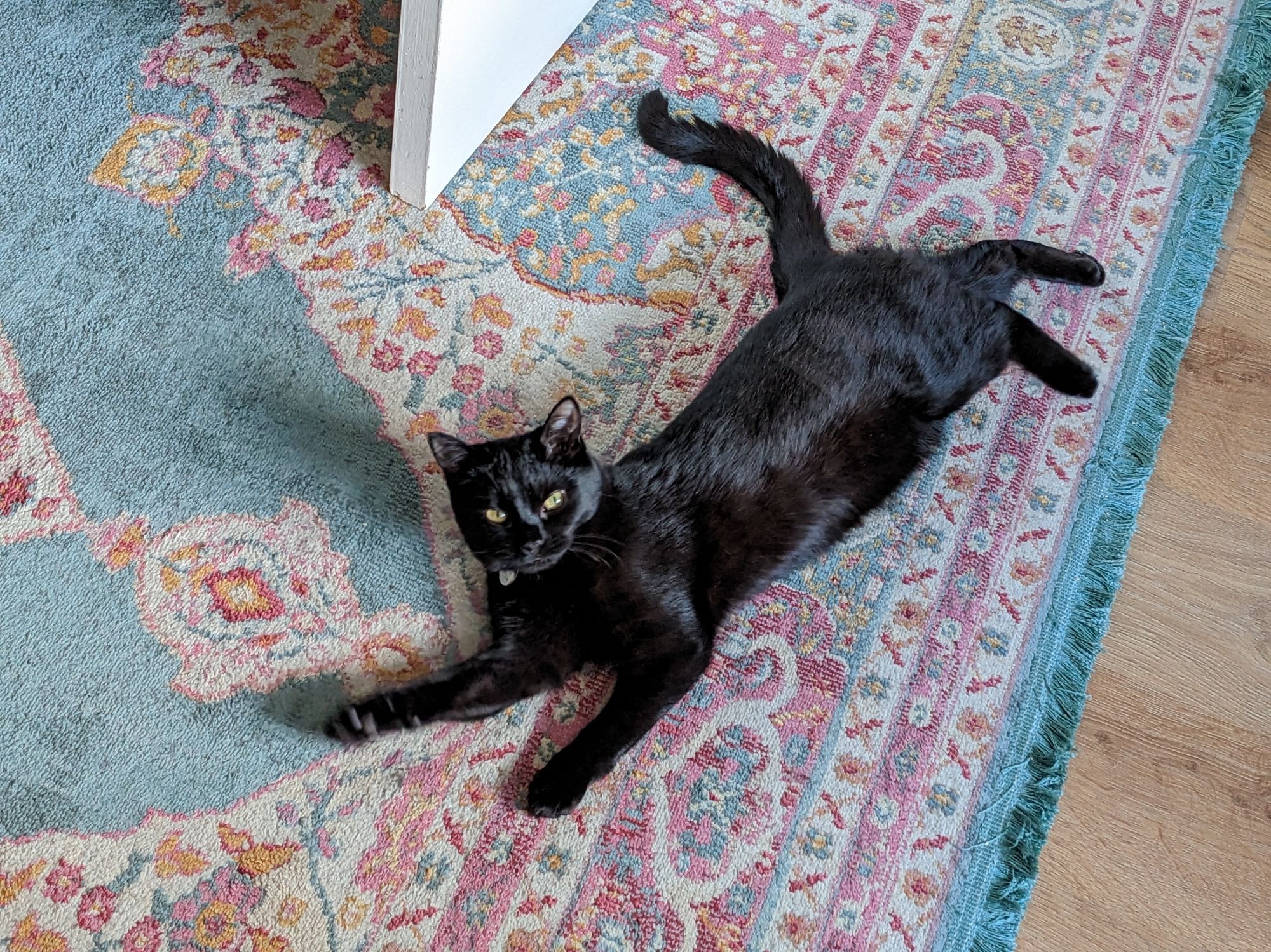 Photo of a black cat on a rug, in a stretched out position looking directly at the camera.