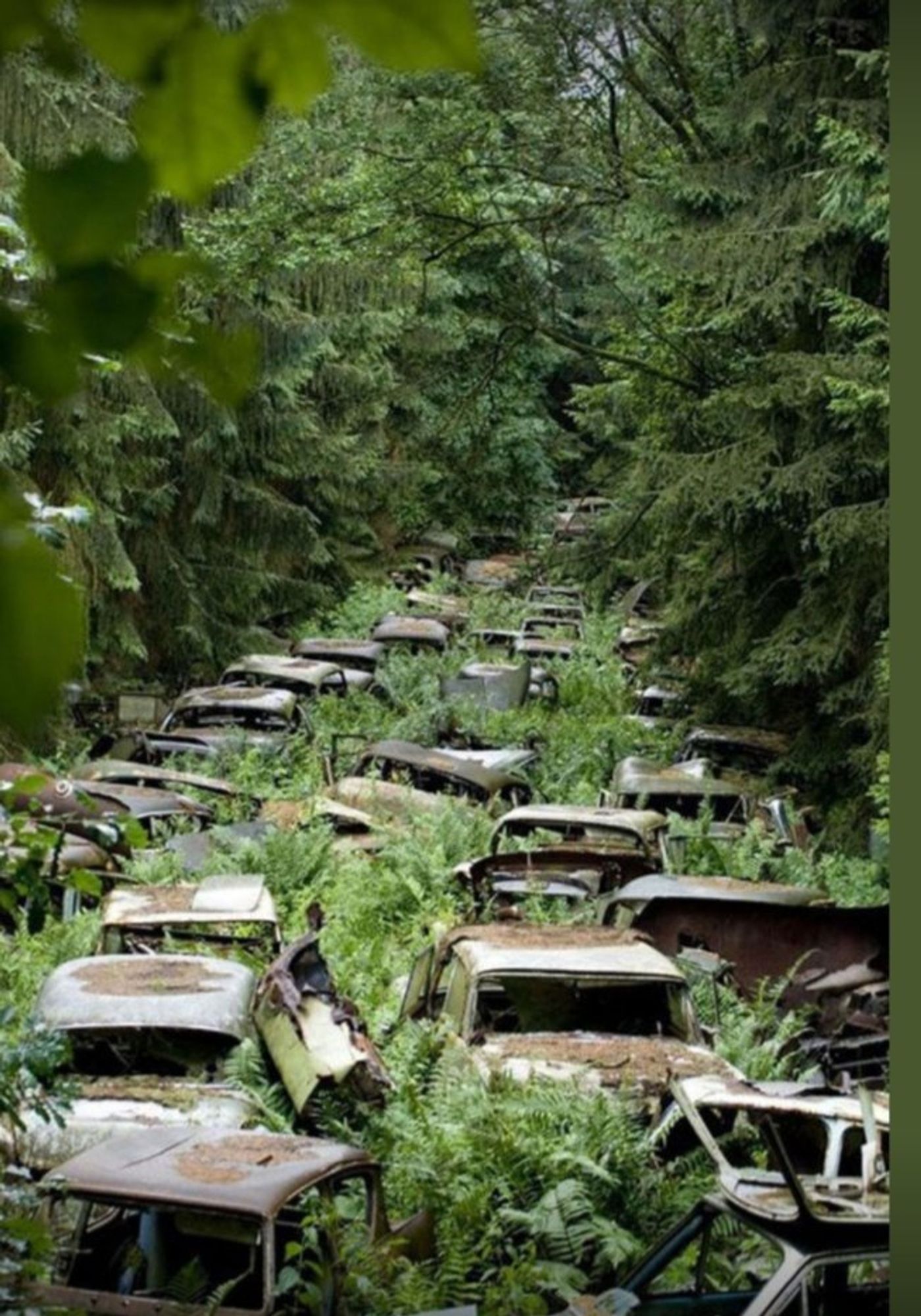 von pflanzen überwucherter autofriedhof