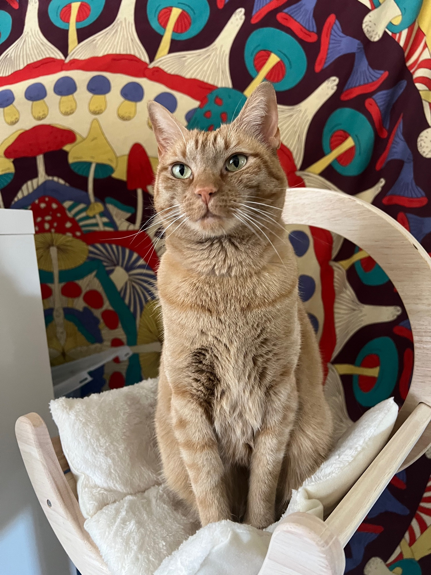 Cheddar the orange cat sits atop her cat tree staring past the camera, a little smug. She is not wearing her collar.