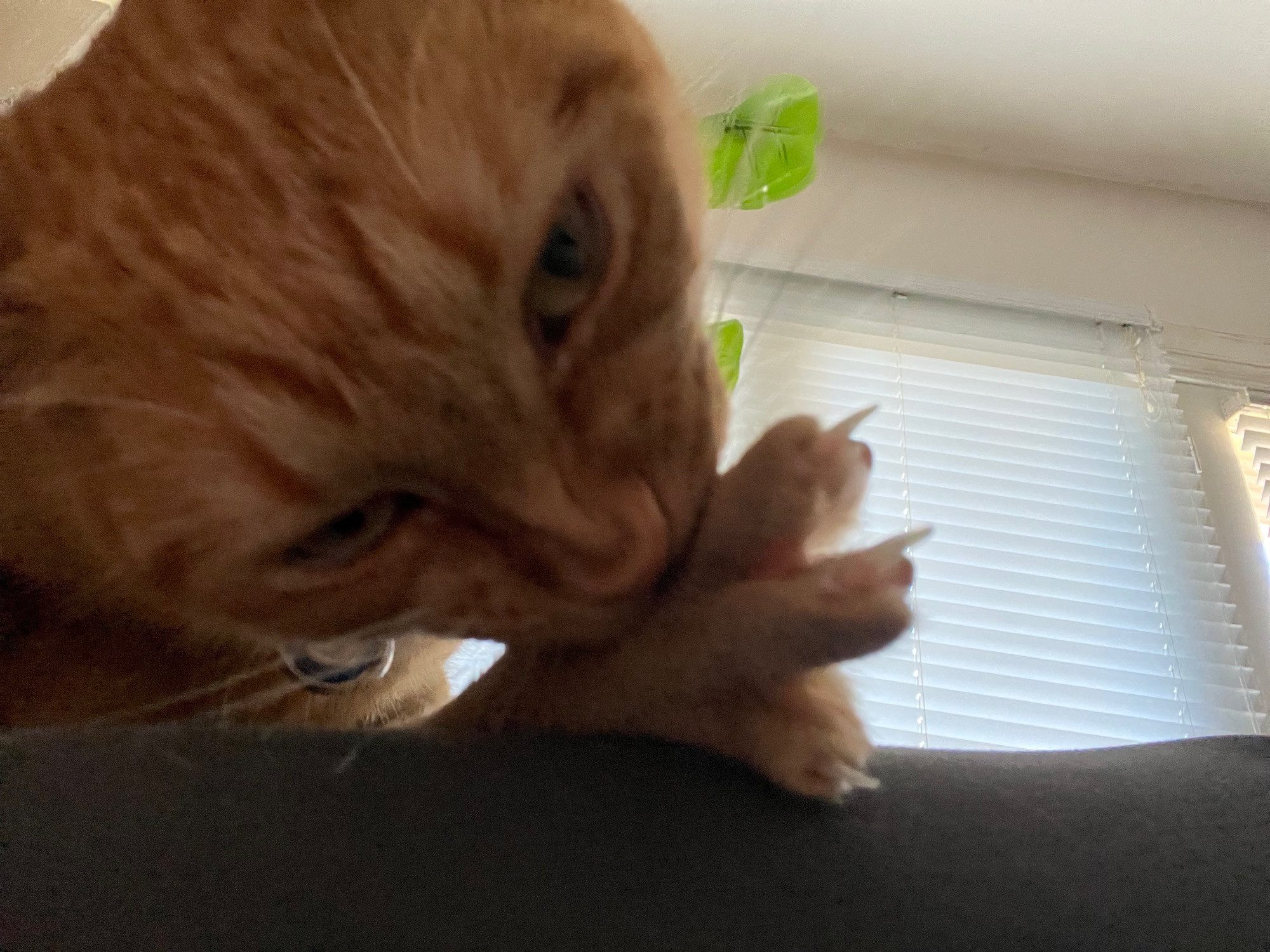 Another close up picture of Cheddar the orange cat but this time she’s chomping down on one of her toes. Her nose is crinkled and she looks a little feral. She says, “Oh that’s the good stuff baby!”