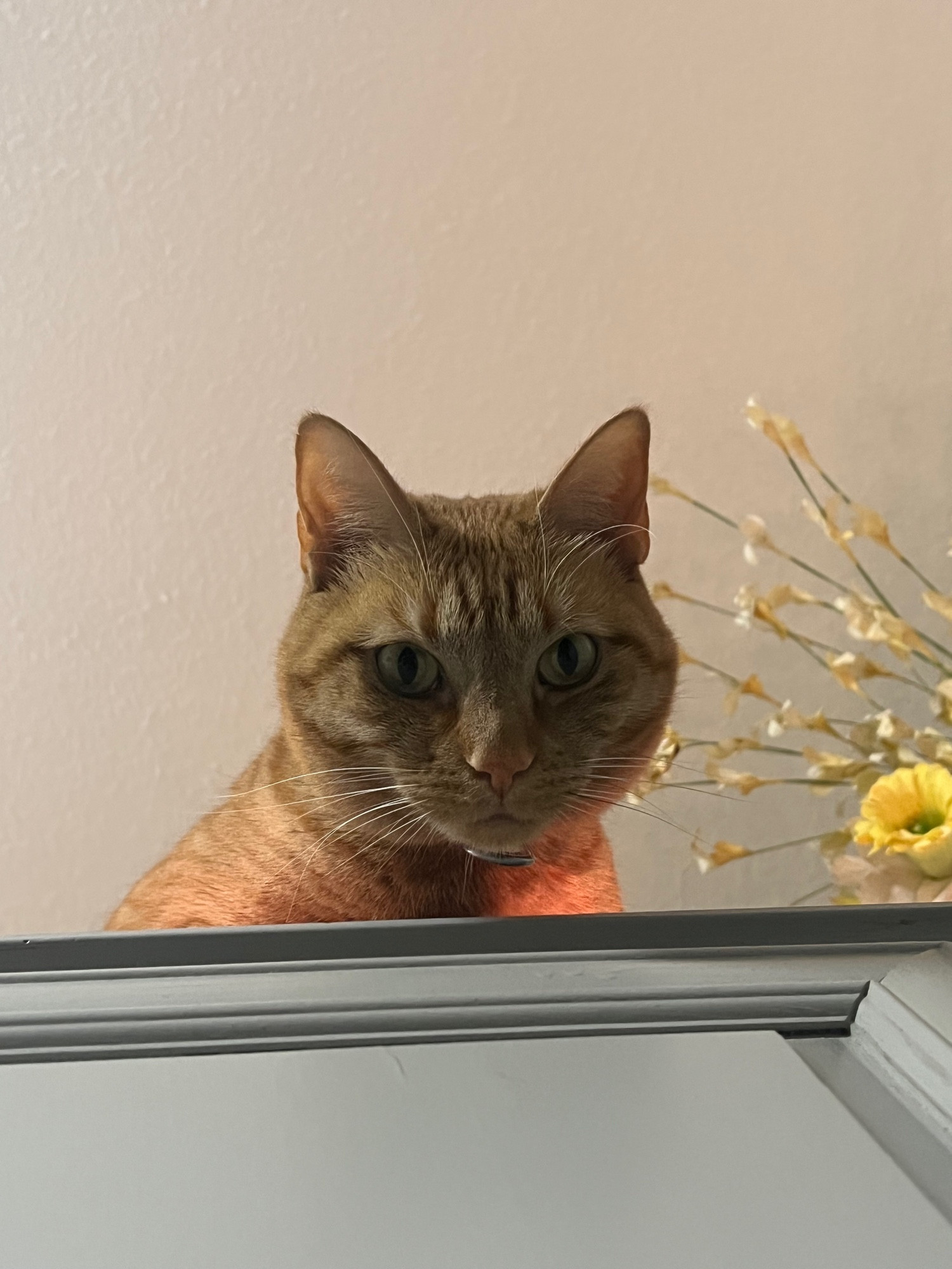 Cheddar the orange cat is looking down at you menacingly from on top of the cabinets. She says, “I have arrived!”