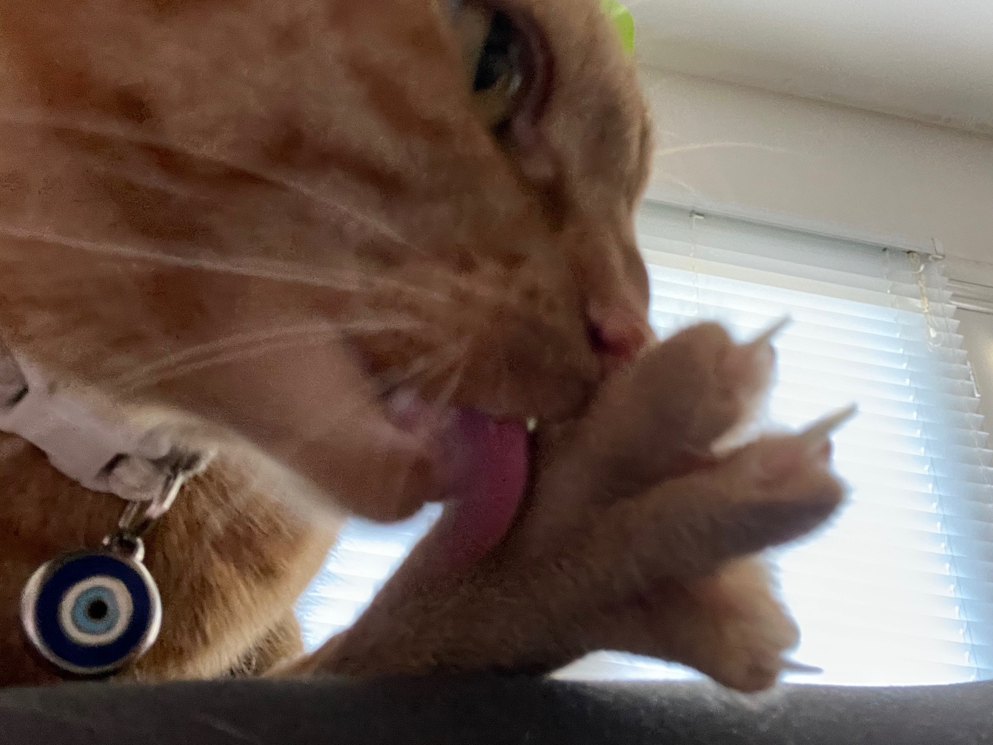 A close up picture of Cheddar the orange cat licking her back foot, toes spread extremely wide. She looks extremely focused.