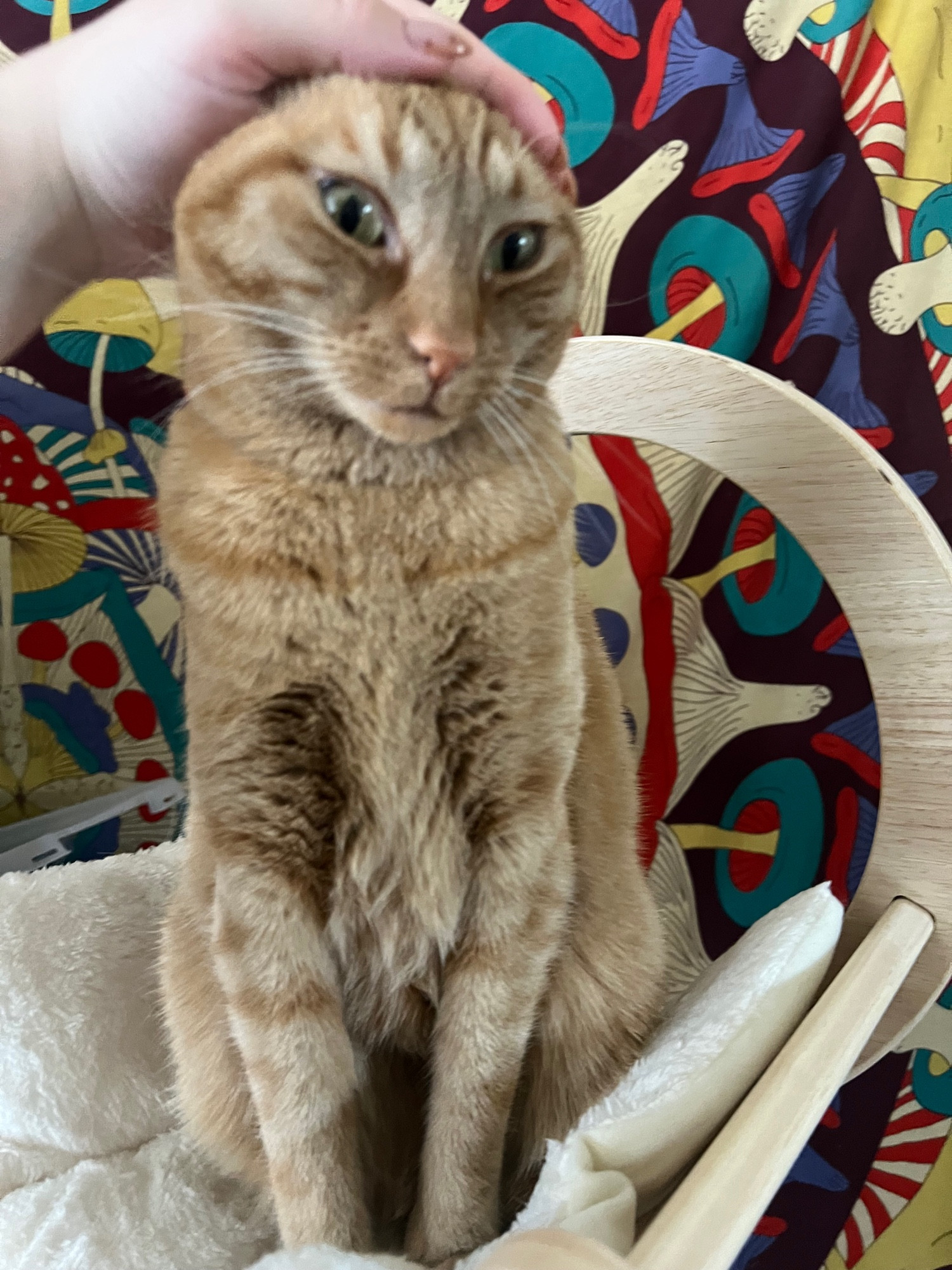 Cheddar the orange cat is getting her ears smoothed back against her head, and looks shocked. She says, “I’ve been put in ear jail for the crime of being naked (not wearing my collar)!”