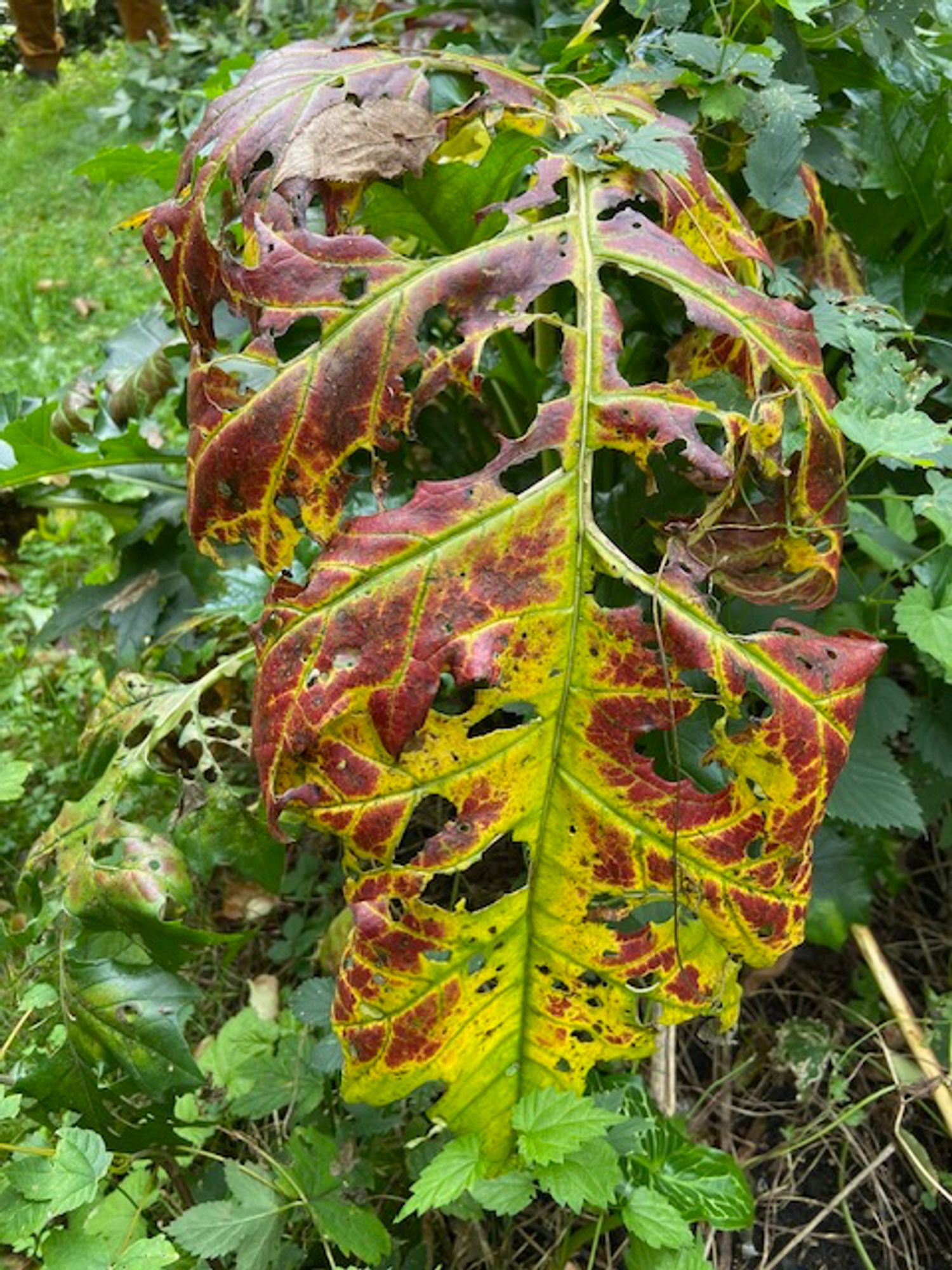 Groot blad met gaten en prachtige herfstkleuren.