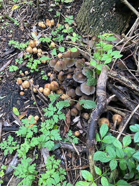 Zwammen, paddestoelen. 