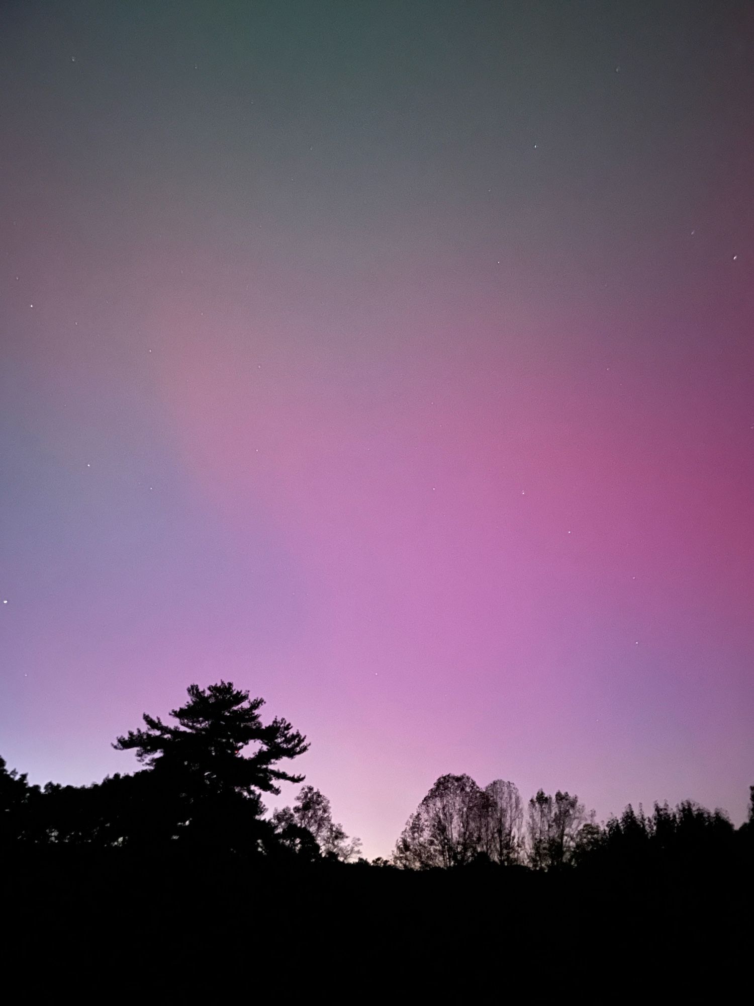 Aurora leaving pink and green glow in the sky above the trees