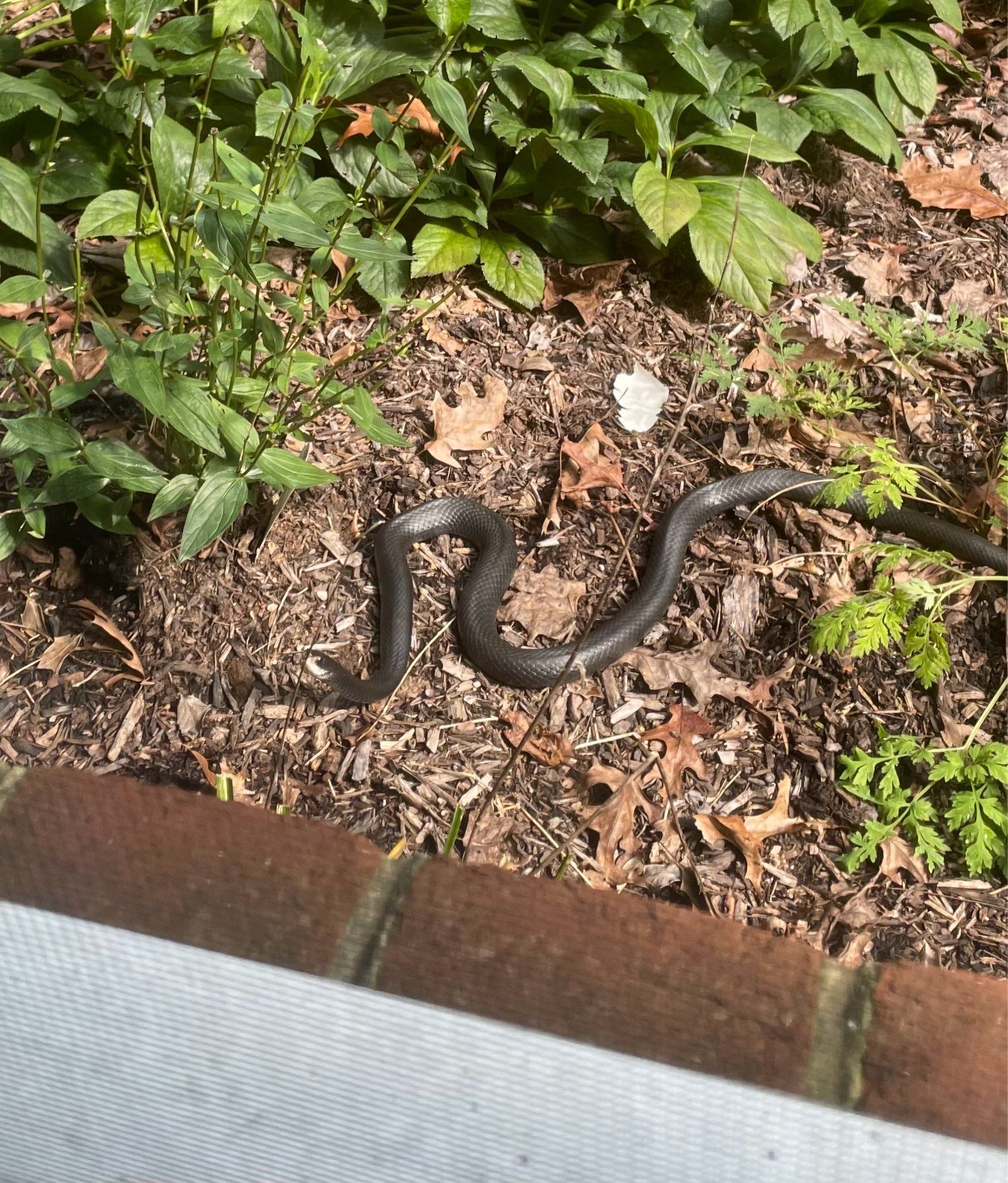 A long, black snake works his way through mulch and some oak leaves, with some green garden plants on either side.  He’s raising his head to get a look at us, and his nose is white.  Photo is taken from inside the house so the windowsill and brick ledge is visible at the bottom of the photo.