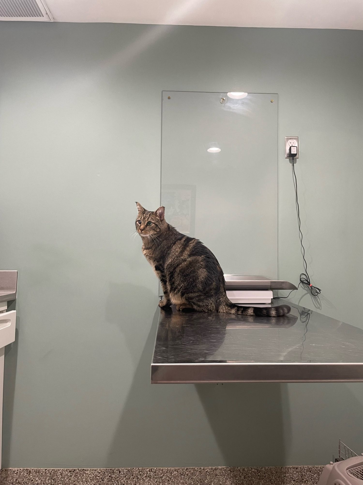 A somewhat overweight brown tabby sits on the edge of a stainless steel exam table in a vet clinic. He looks perky and curious, despite having a plug in his guts.