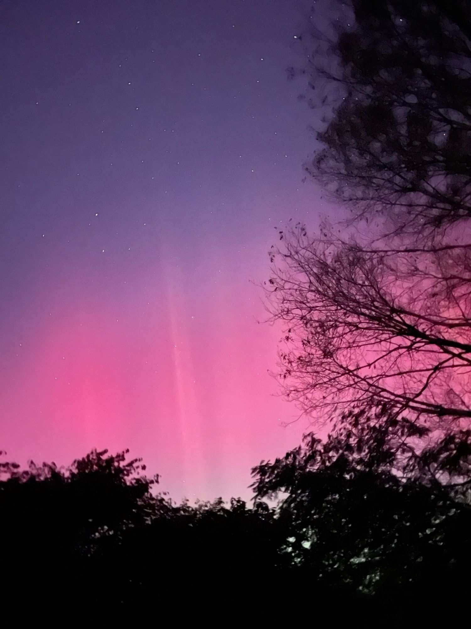 Pink and purple northern lights, with clear pillar-like streaks, in the sky above some trees