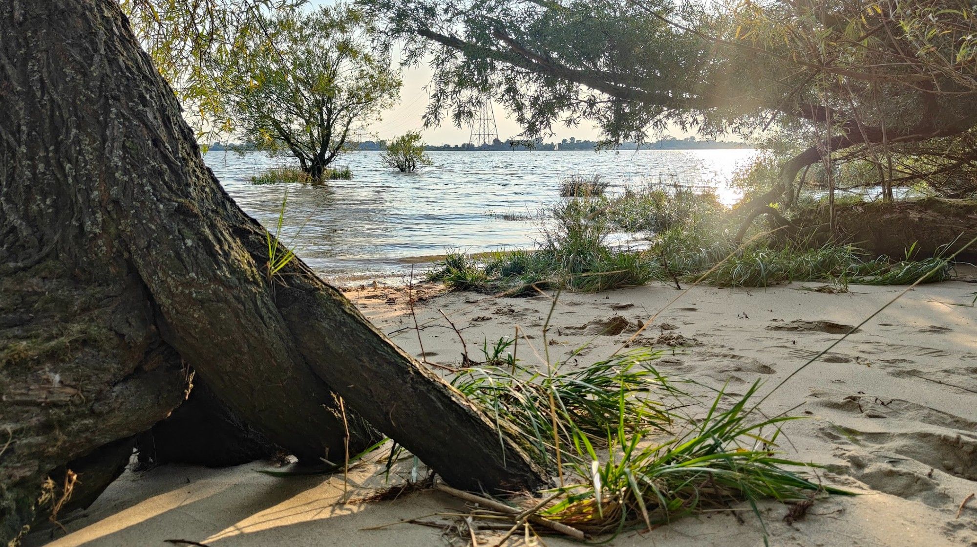 Sandstrand vor einem breiten Fluss, der Elbe. Links steht ein knorriger, großer Baum, es sieht urig und verwildert aus.