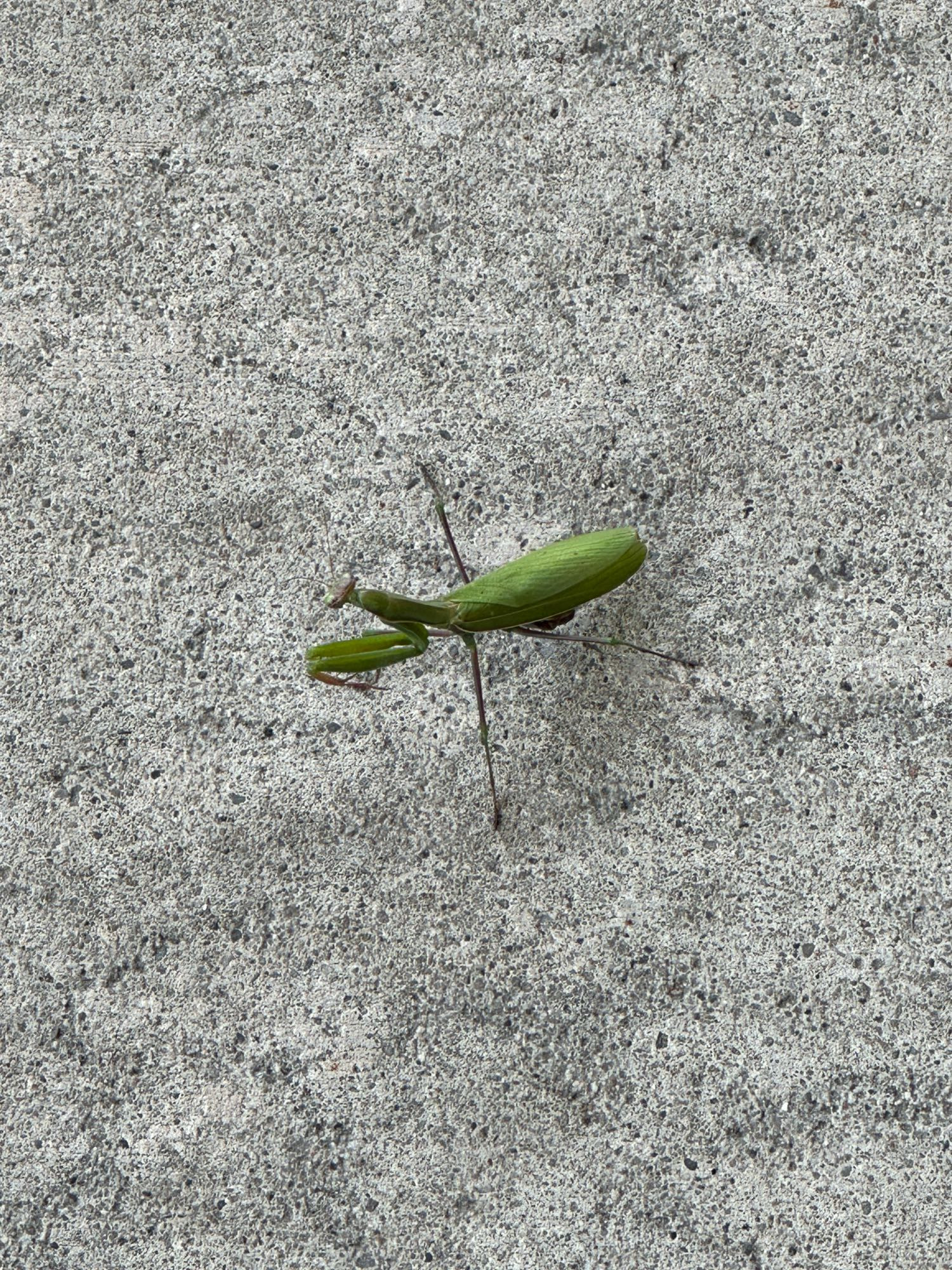 A lovely praying mantis