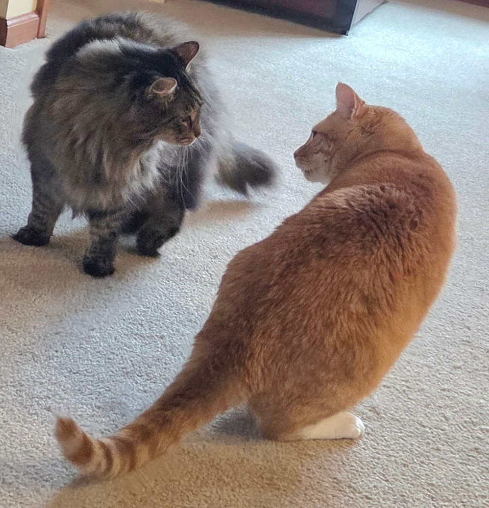 2 cats staring each other.