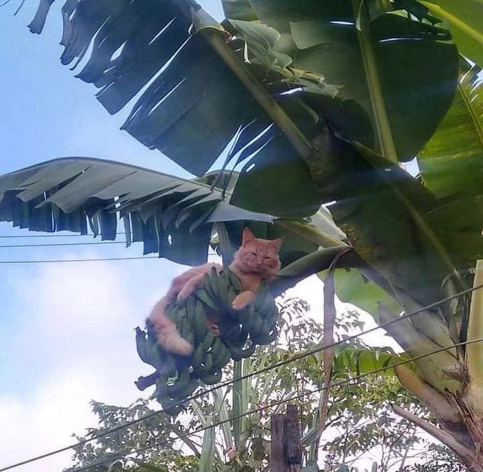 Tabby cat up a banana tree and on a bunch of green bananas