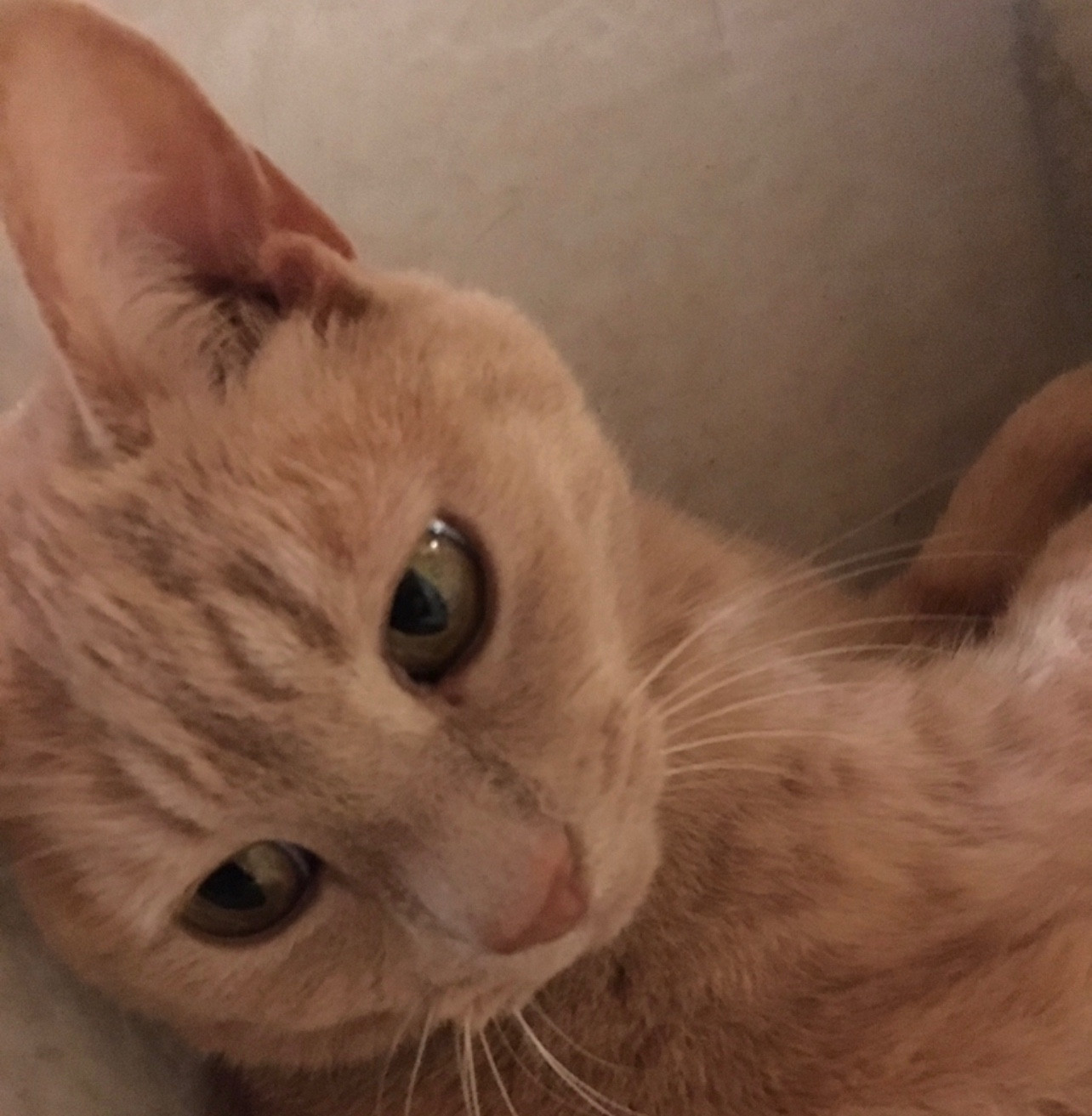 Small, but very bold, belligerent ginger cat, acting all innocent after doing Seven Large Poos in the lounge since Thursday. On the good carpet!!