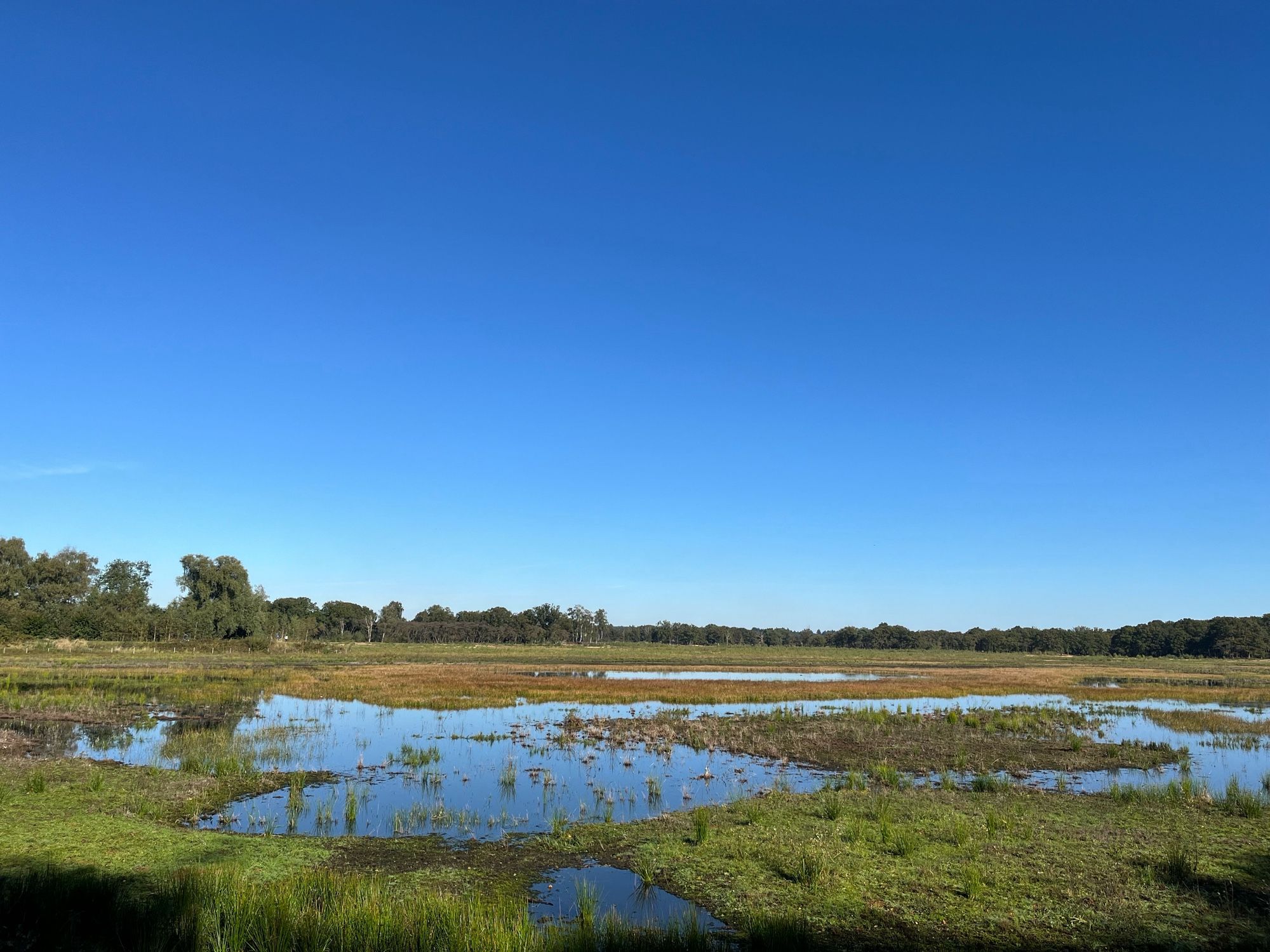 Heide met blauwe lucht