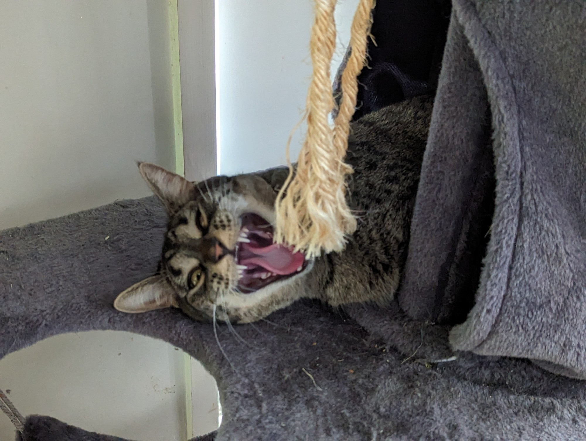 Picture of my cat yawning. It was taken in a way that makes it look like she's screaming.