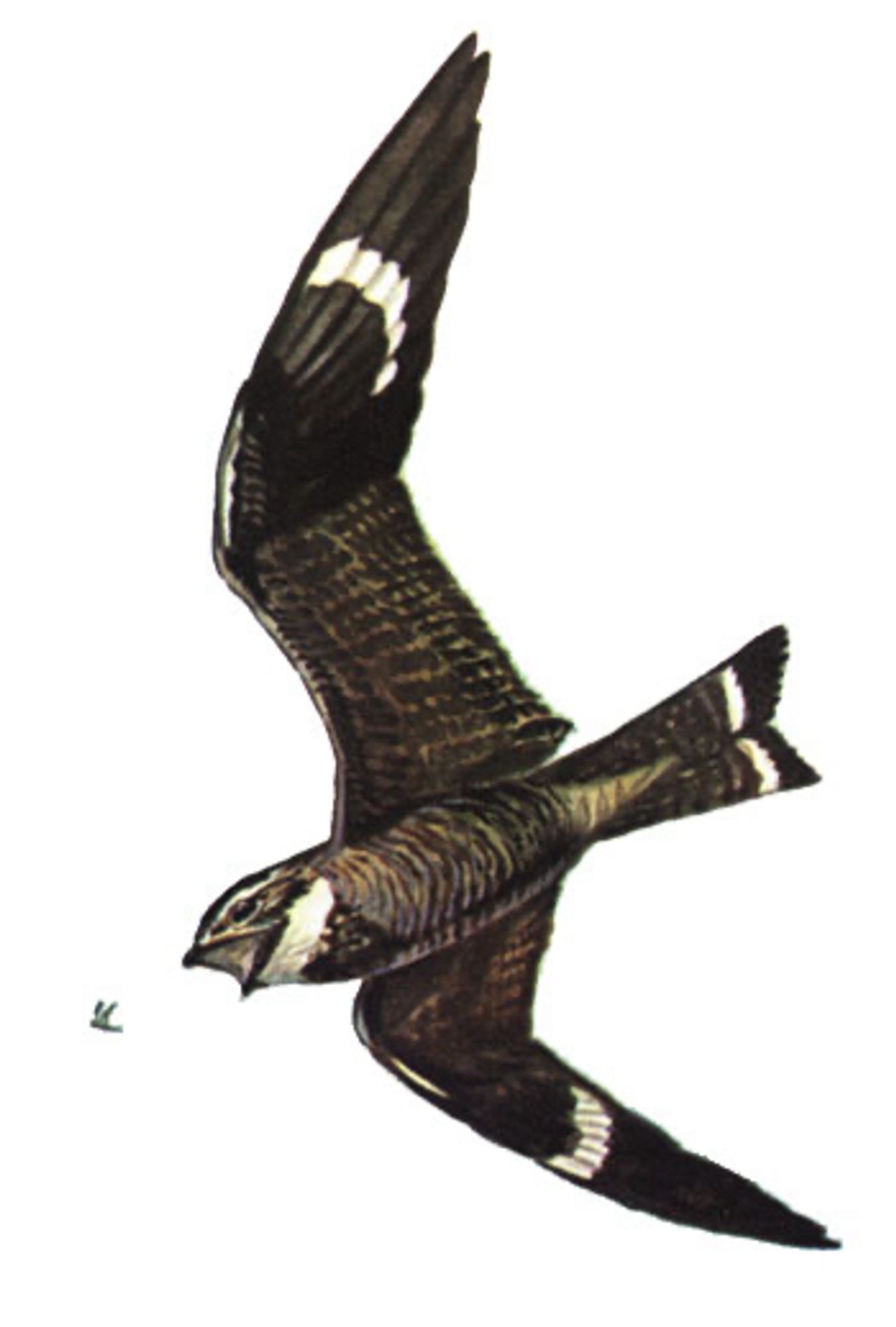 Night Hawk Chasing A Snack

Common Nighthawk
Chordeiles minor

Offset reproduction of painting