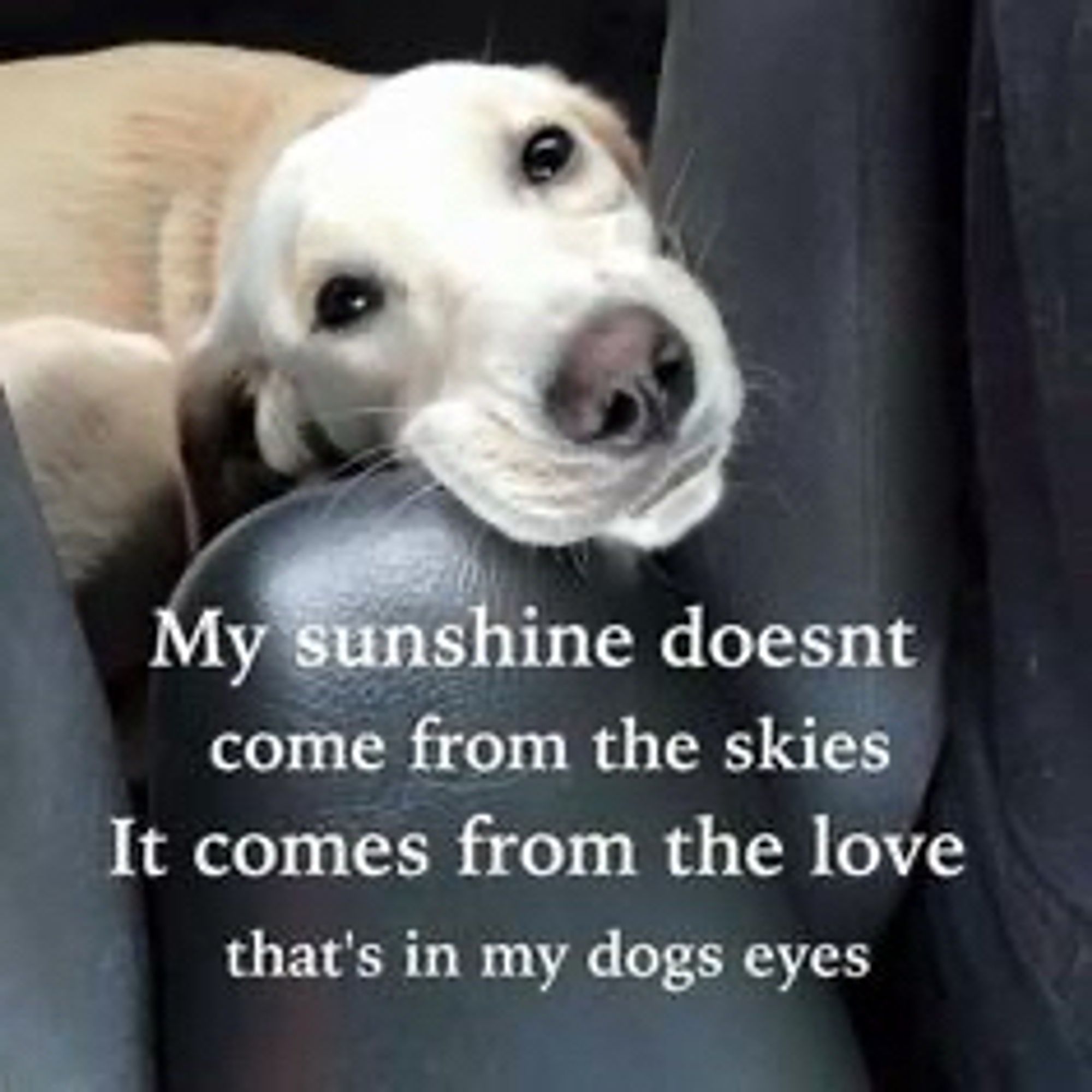 B&W photo of a white dog in a black armchair resting its head on a chair arm, looking directly at the viewer

Caption reads:
  My sunshine does not come from the skies 
   It comes from the love that’s in my dogs eyes

-meme from an uncredited author