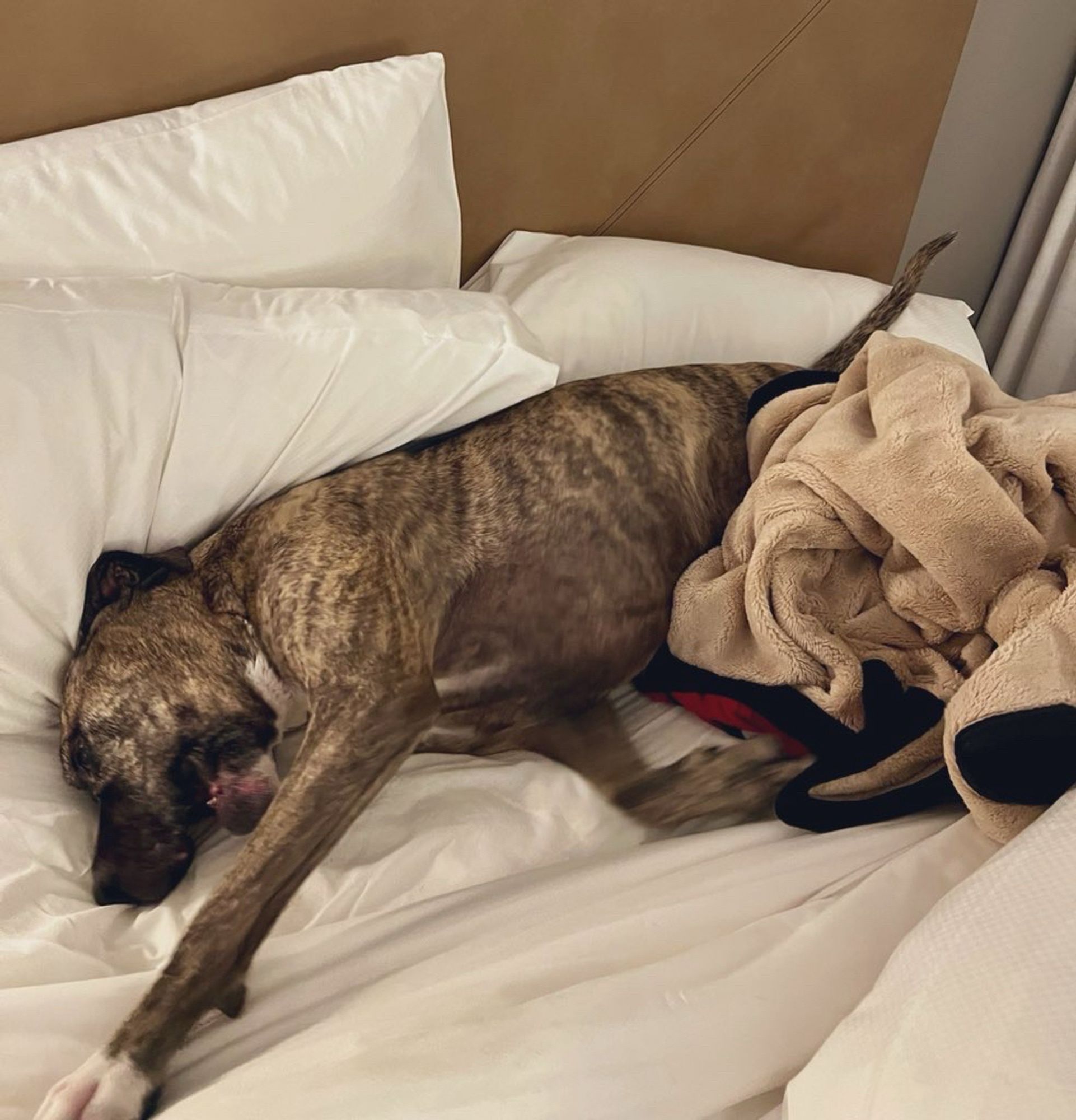 Photo of Dolly the brindle pitbull rolling around on a hotel bed.