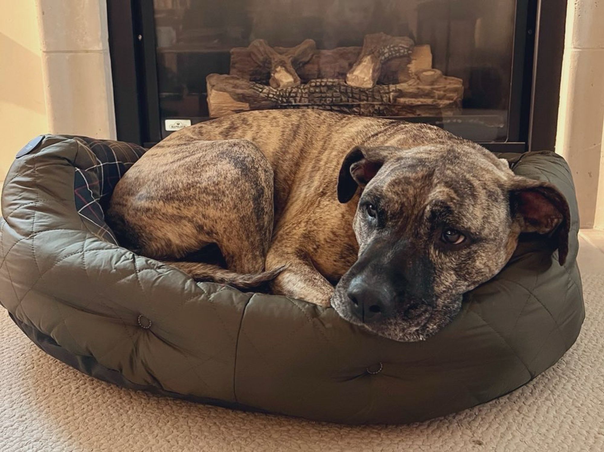 Photo of Dolly the brindle pitbull lying in a luxurious dog bed.