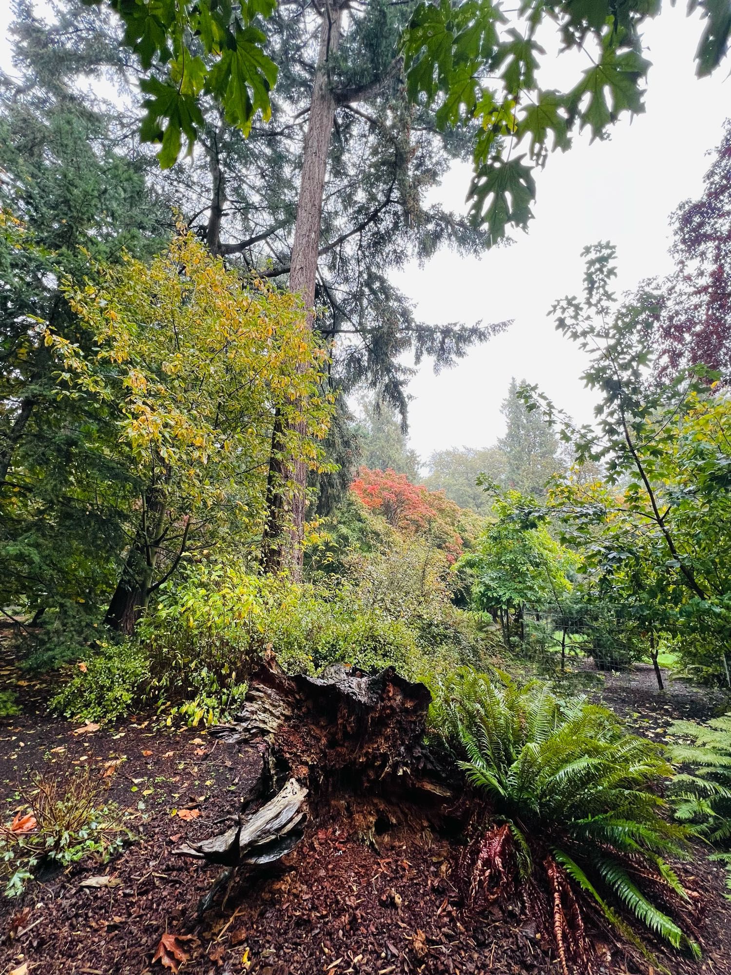 Photo of a variety of trees and bushes in beacon hill park.