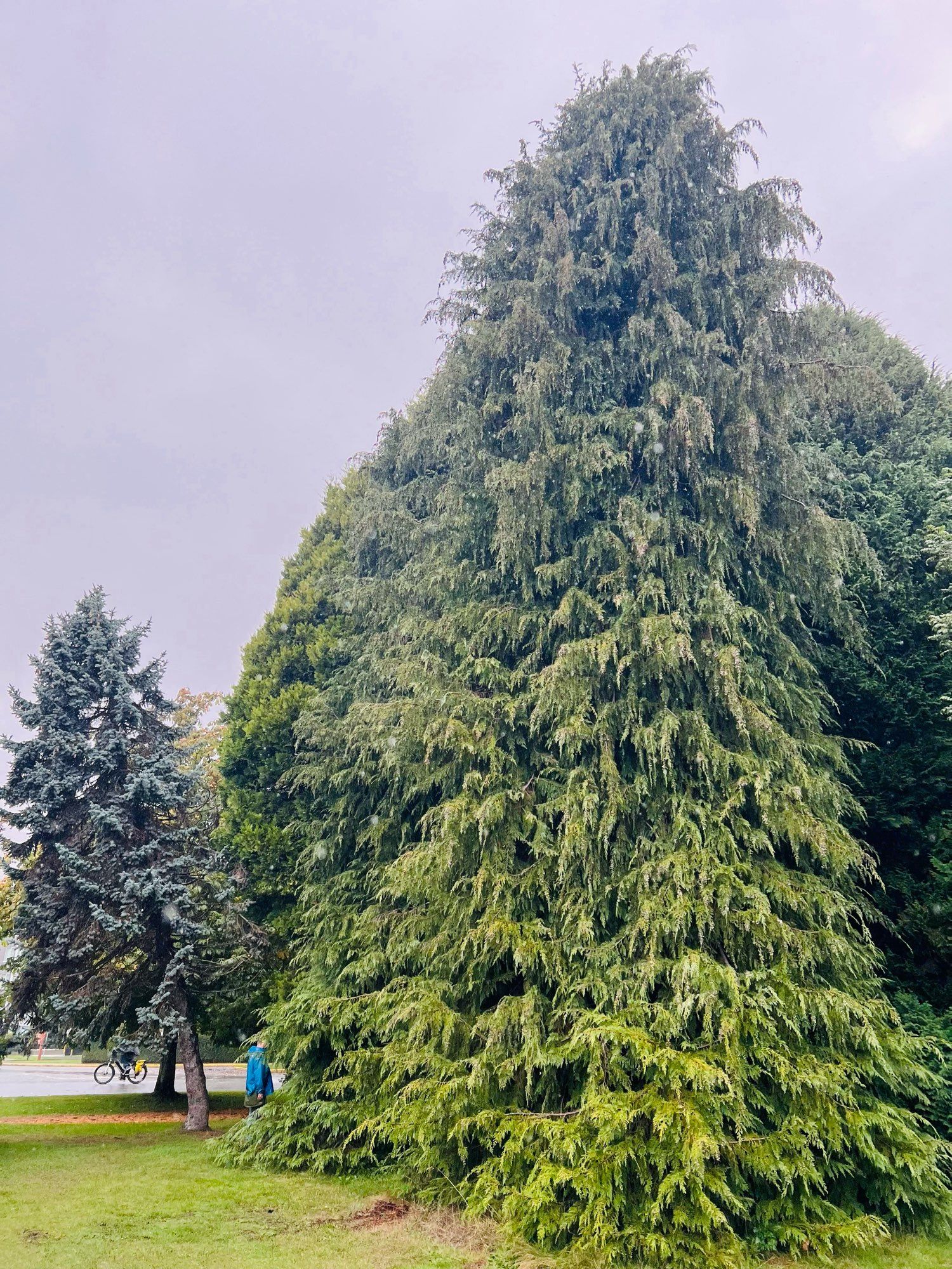 Photo of a large cedar tree at beacon hill park.