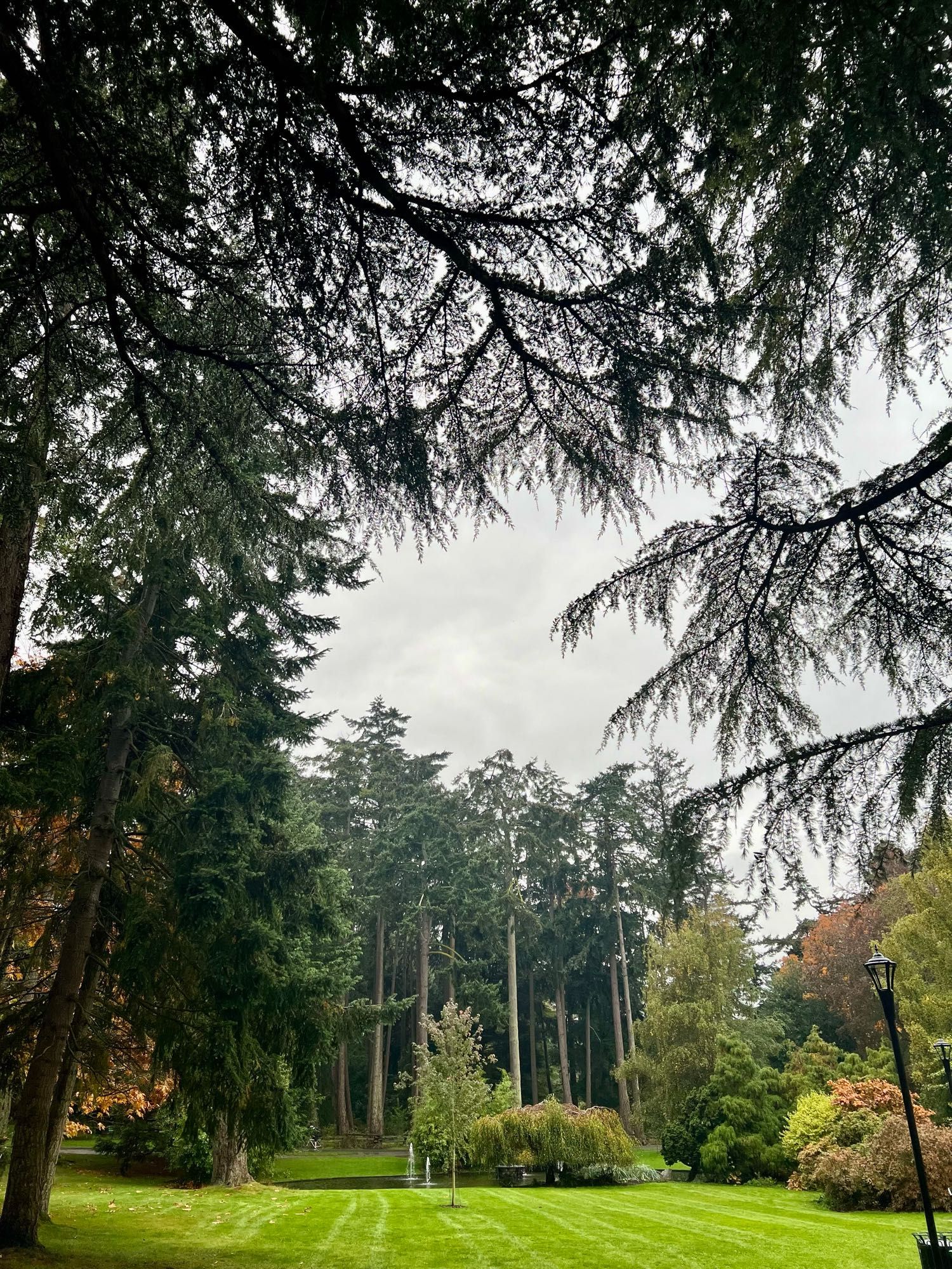 Photo of tall trees at beacon hill park.