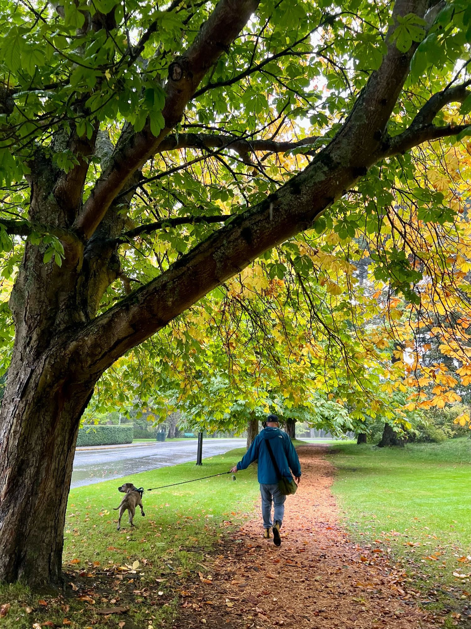 Photo of Jeff walking Dolly the brindle pitbull under a large tree with leaves turning yellow and on the ground.