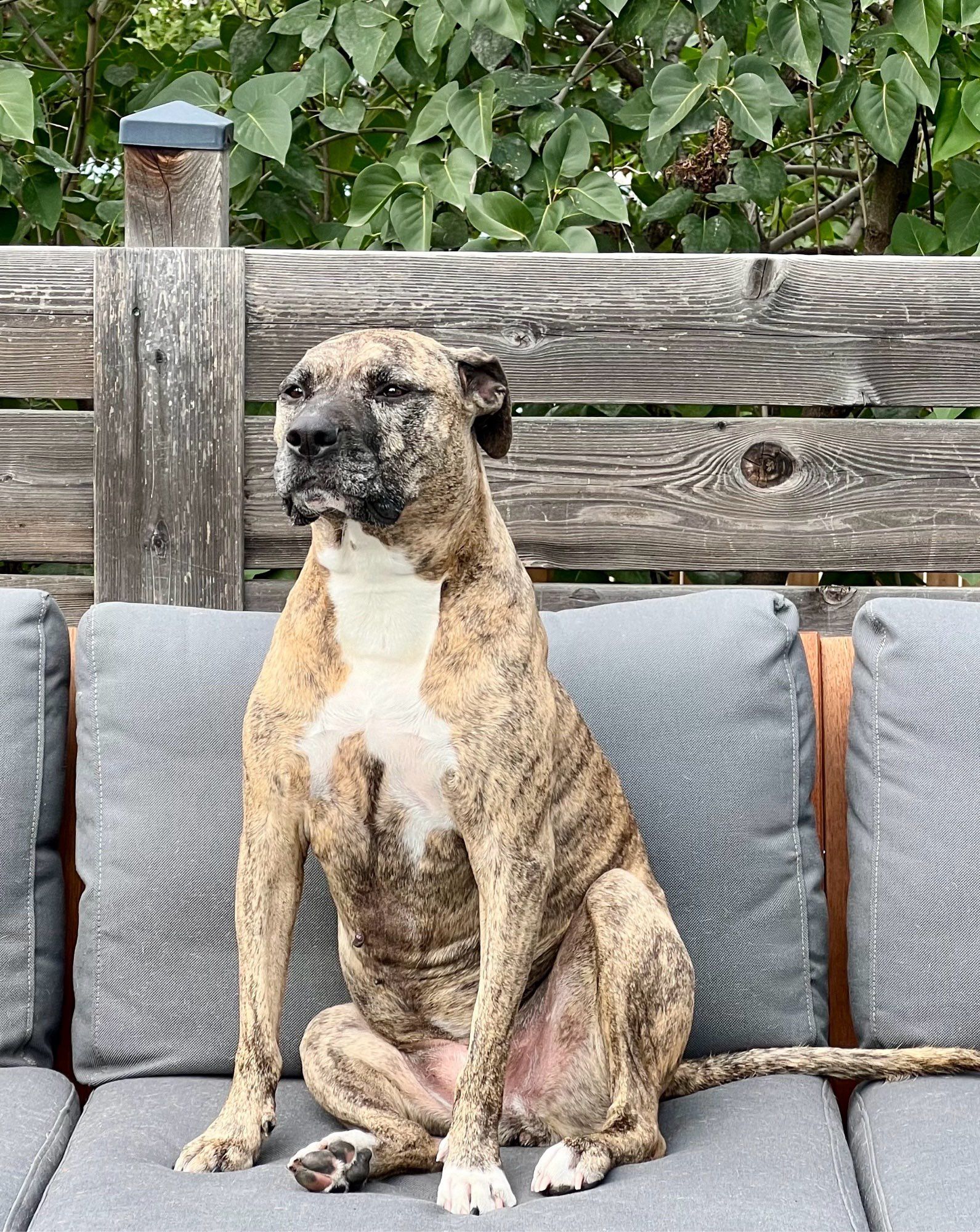 Photo ot Dolly the brindle pitbull sitting like a people on a grey outdoor couch.