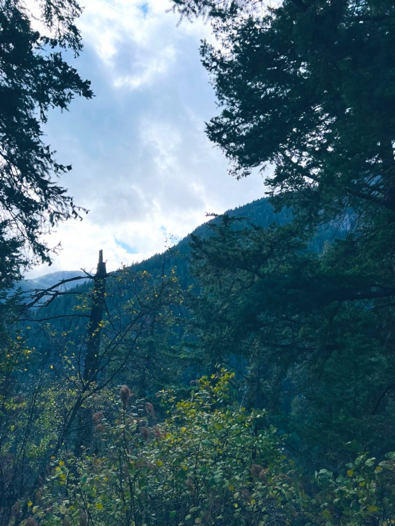 Photo of densely treed mountains around hell’s gate BC.