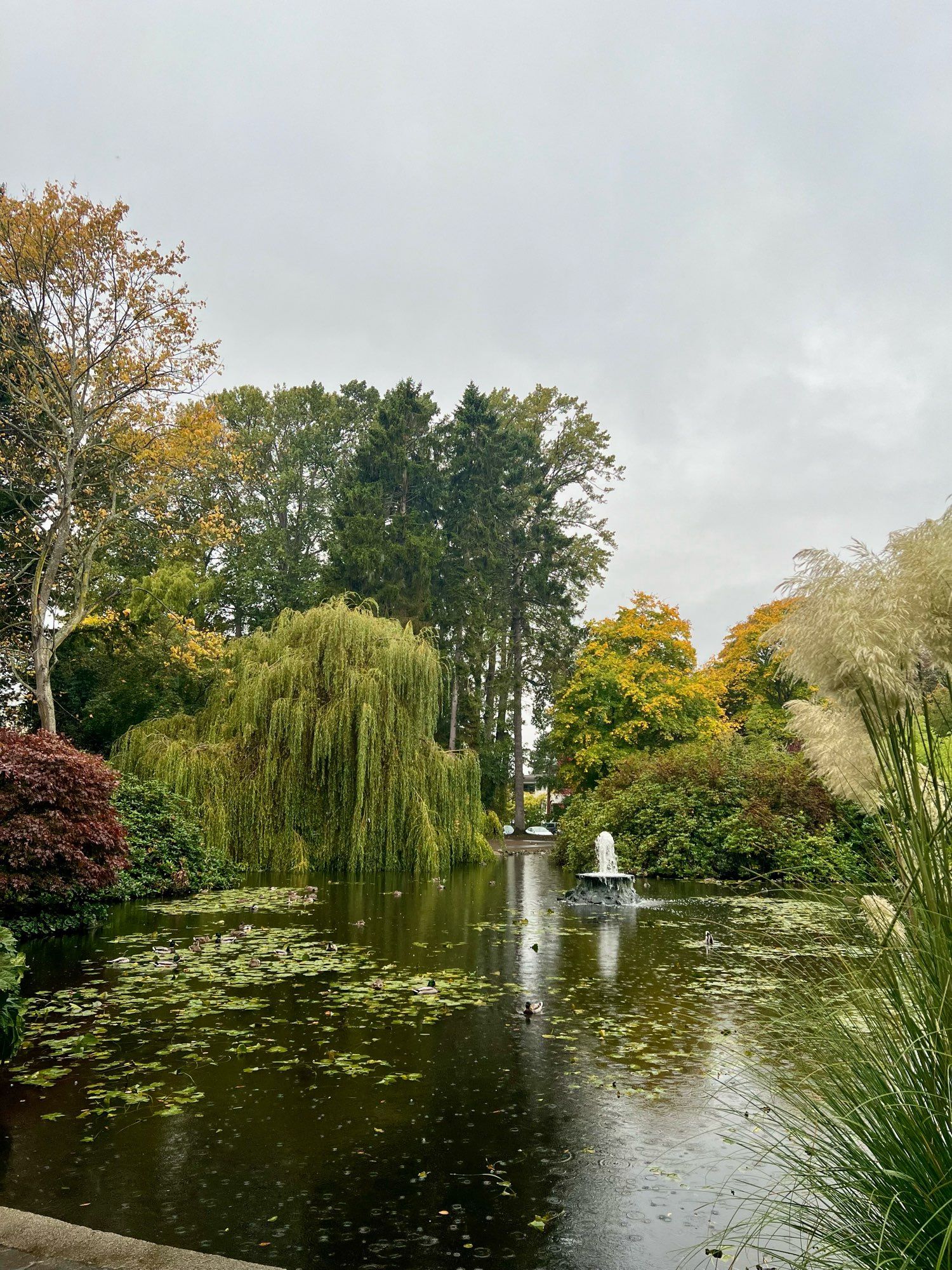 Photo of a lagoon at beacon hill park.