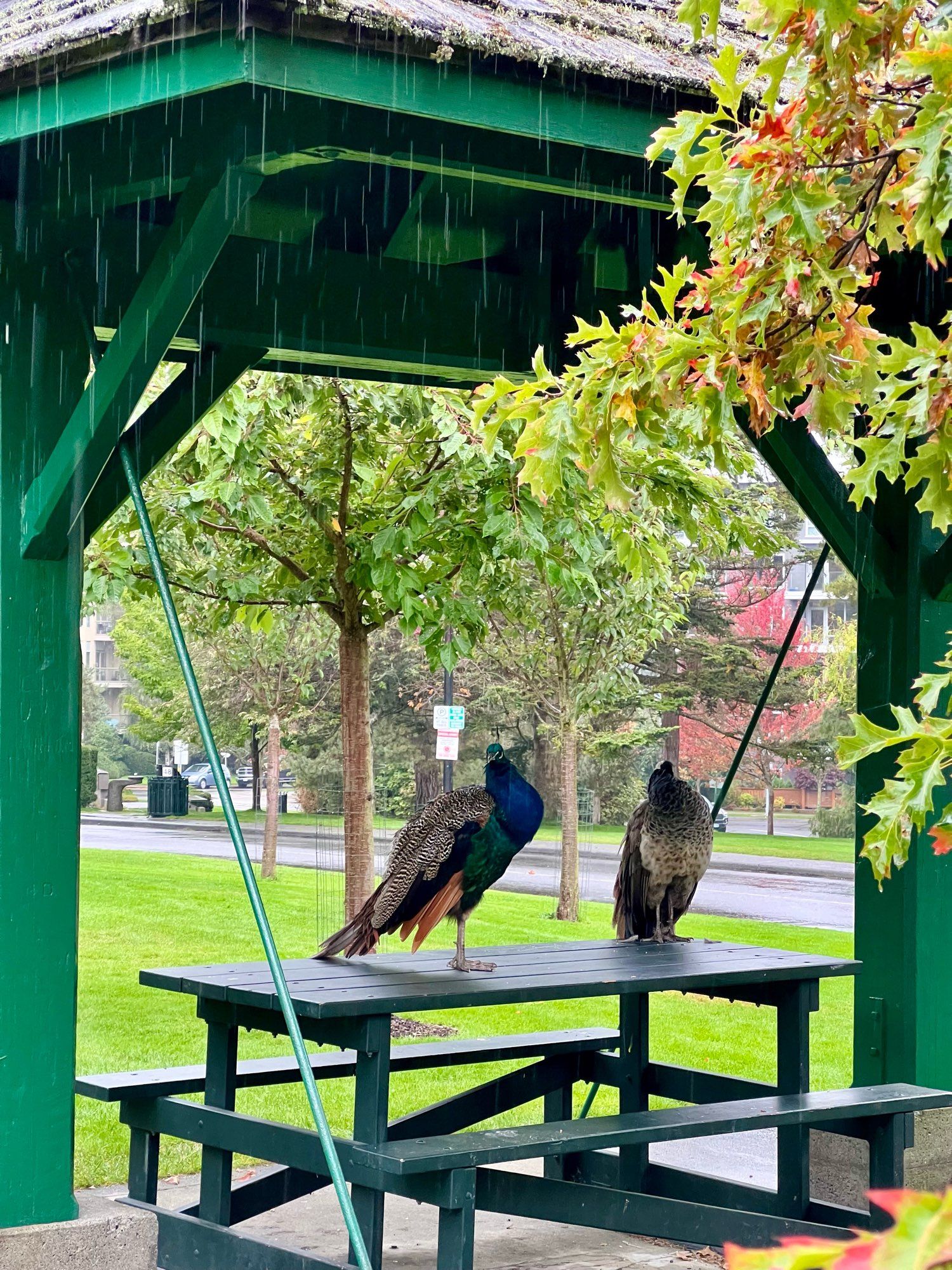 Photo of two peacocks standing on a picnic table under a shelter at beacon hill park.