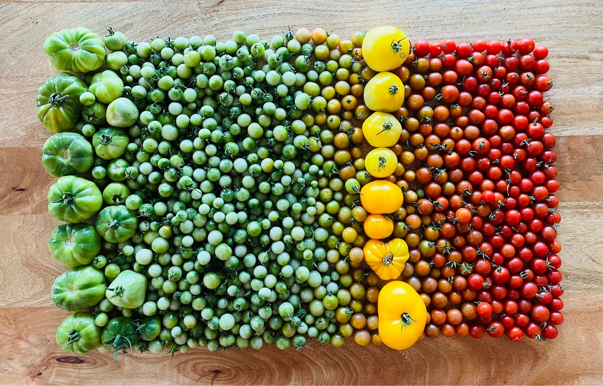 Photo of a large number of tomatoes (of different varietals and ripeness of tomatoes) laid on the floor in a colour gradient that resembles a tomato flag.