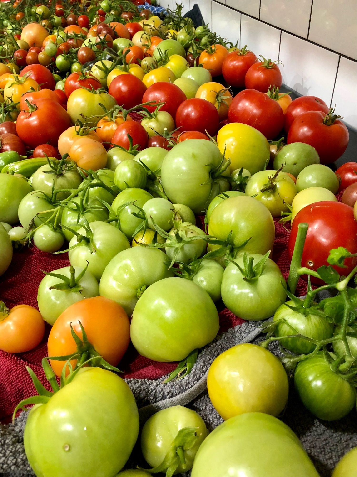 Photo of many tomatoes of varying ripeness laid on a kitchen counter after being washed.