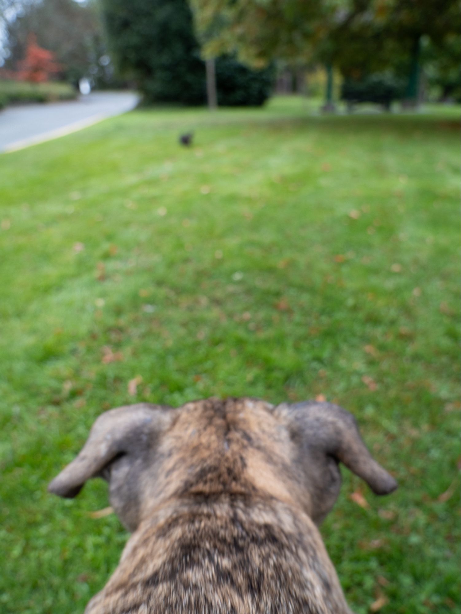 Photo of Dolly’s head with green grass and a squirrel at beacon hill park.