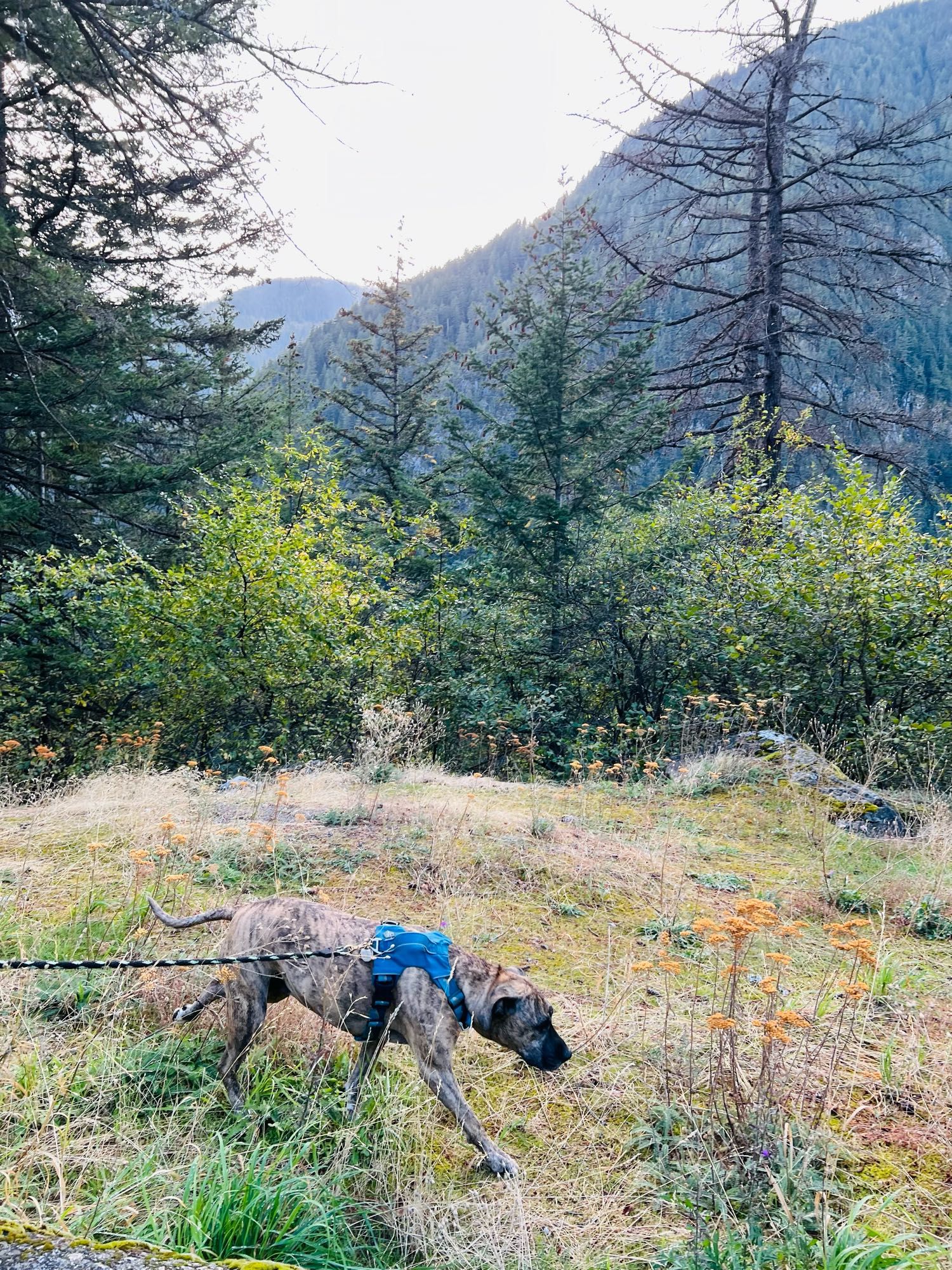 Photo of Dolly the brindle pitbull walking in the grass with a backdrop of mountains and trees by hells gate bc.