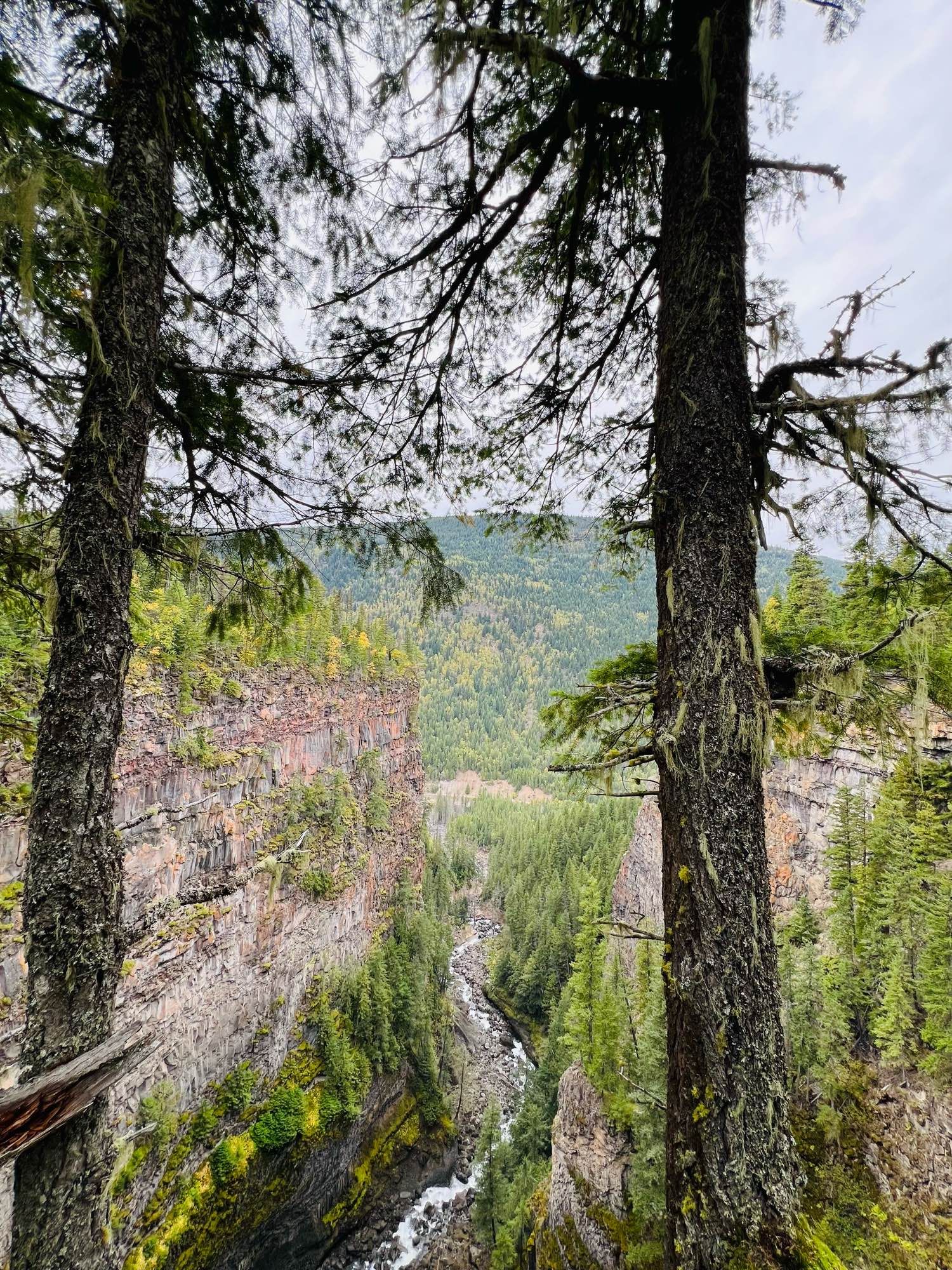 Photo of two tall trees framing a deep canyon in well gray park.