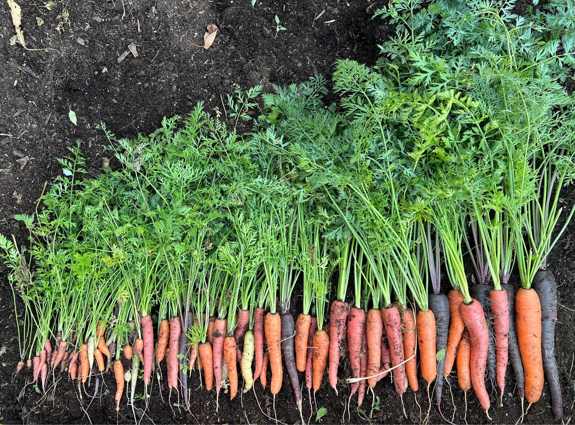 Photo of freshly picked garden carrots lying in a row on the dirt from small to large.