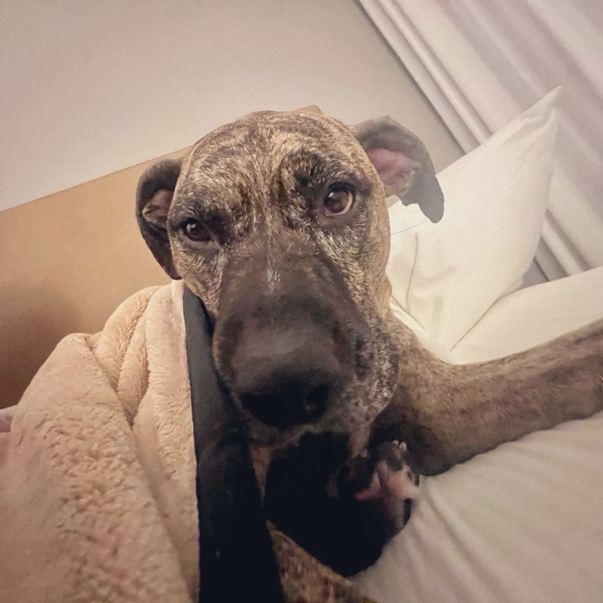 Photo of Dolly the brindle pitbull lying under blankets looking very offended.