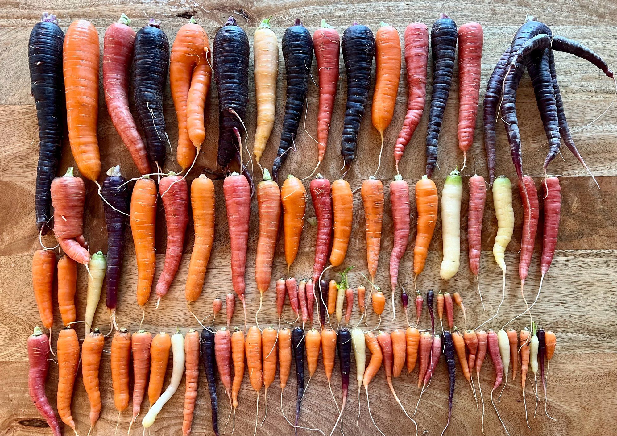 Photo of freshly washed rainbow garden carrots lined up on the table in three rows from largest to smallest.