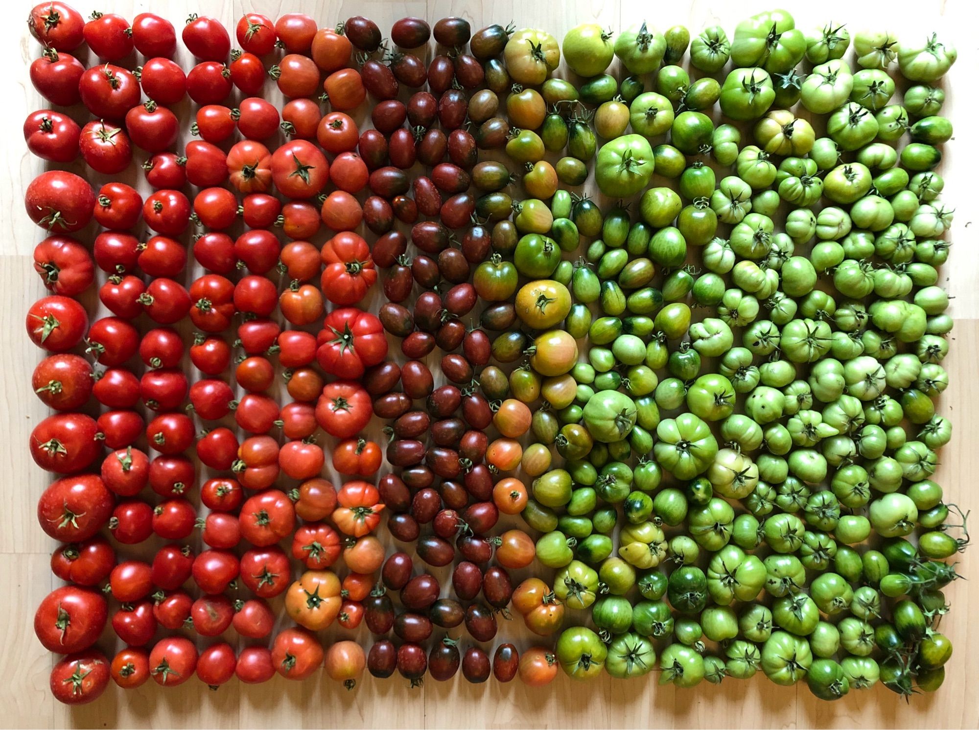 Photo of a large number of tomatoes (of different varietals and ripeness of tomatoes) laid on the floor in a colour gradient that resembles a tomato flag.