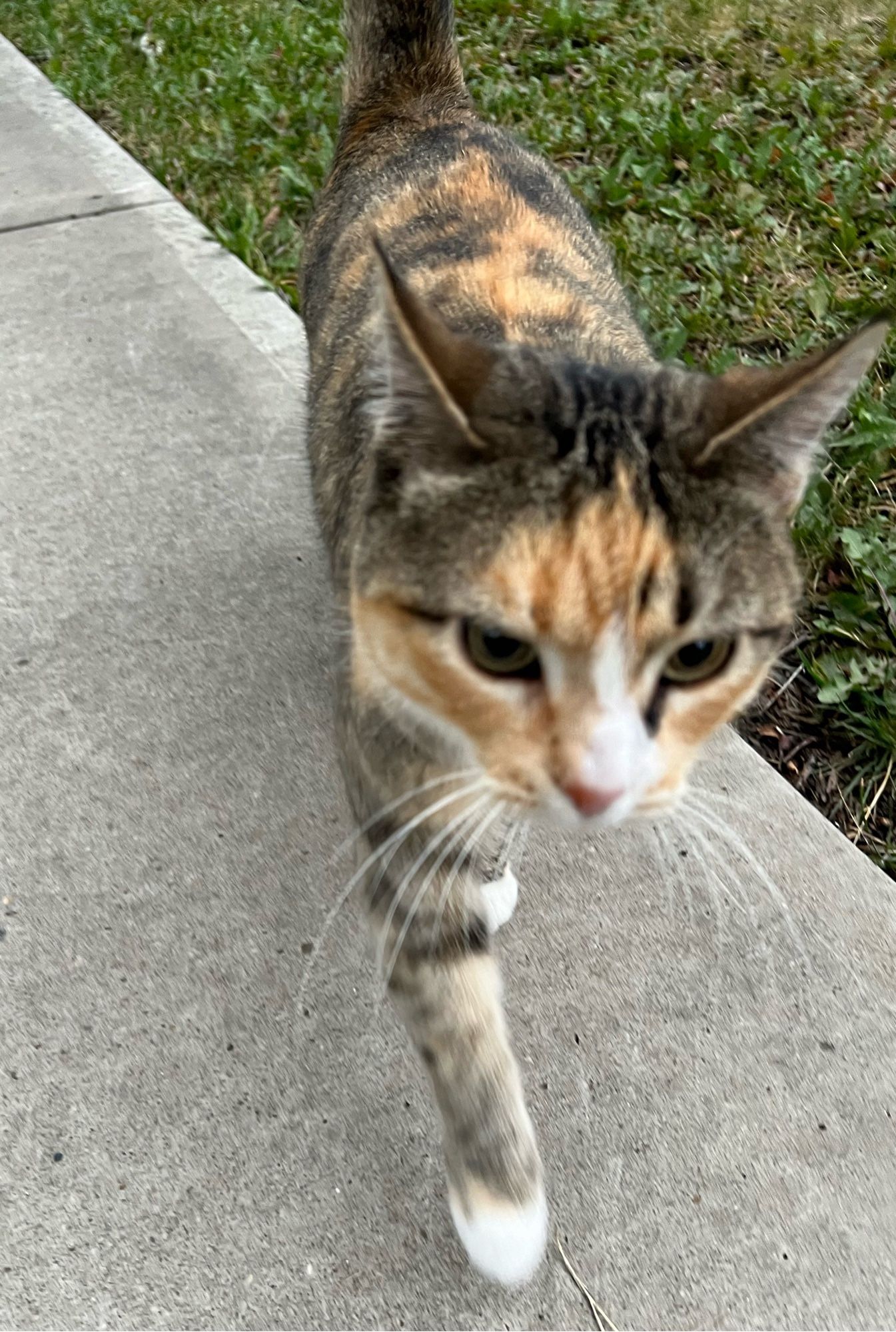 Photo of a tortoise shell kitty walking towards the camera on a sidewalk.