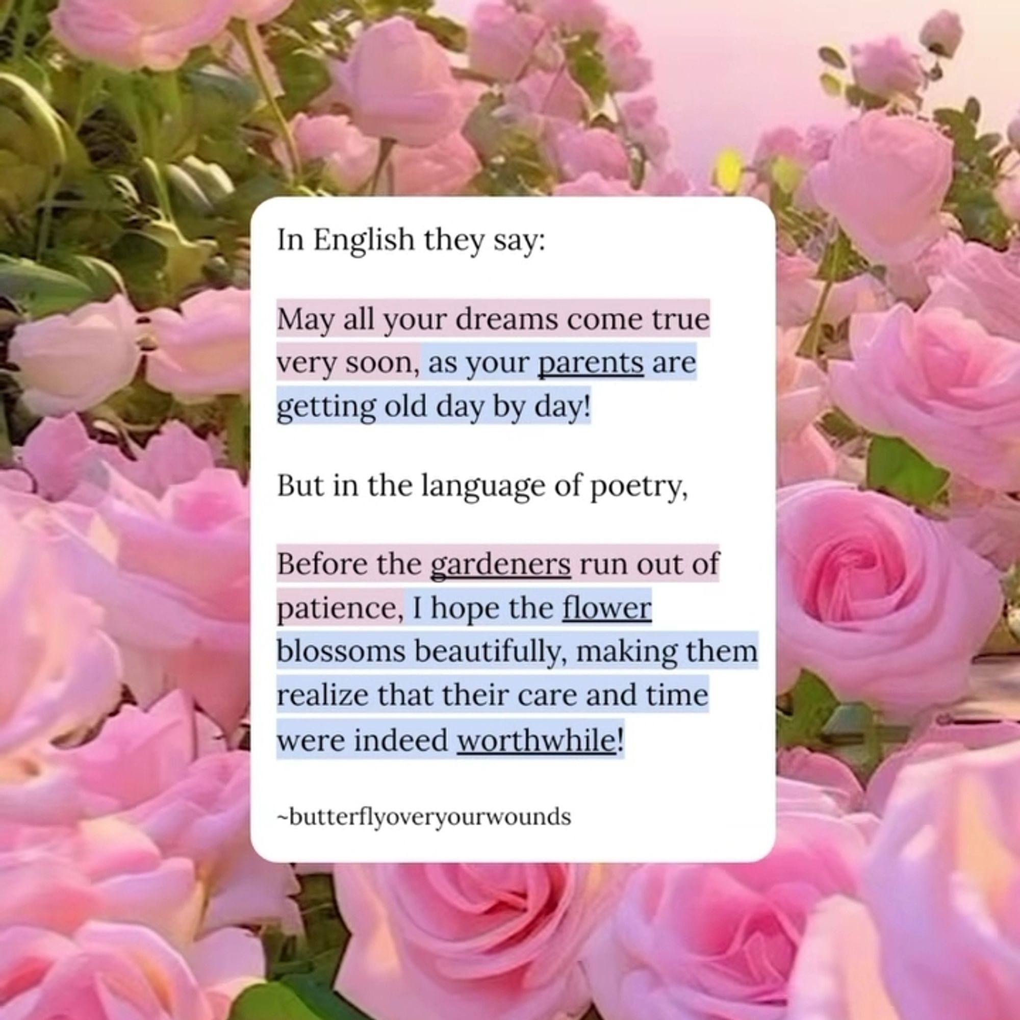 (Text in English)

In English they say: “May all your dreams come true very soon, as your parents are getting old day by day!”

But in the language of poetry, “Before the gardeners run out of patience, I hope the flower blossoms beautifully, making them realize that their care and time were indeed worthwhile!”

- butterflyoveryourwounds.