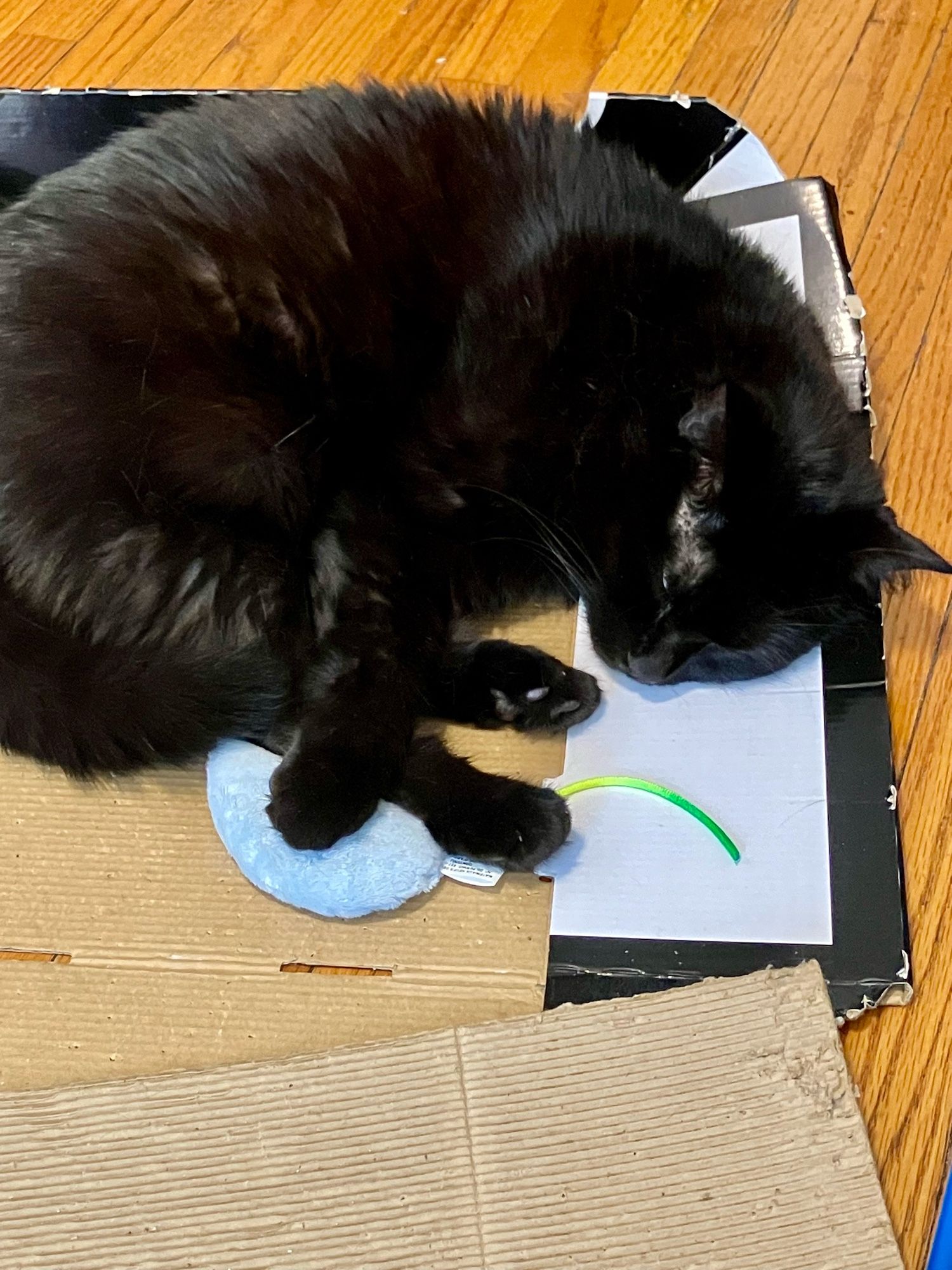 Guinness the black cat curls up in his cardboard box, asleep. His front paw rests protectively on his blue catnip mouse toy.