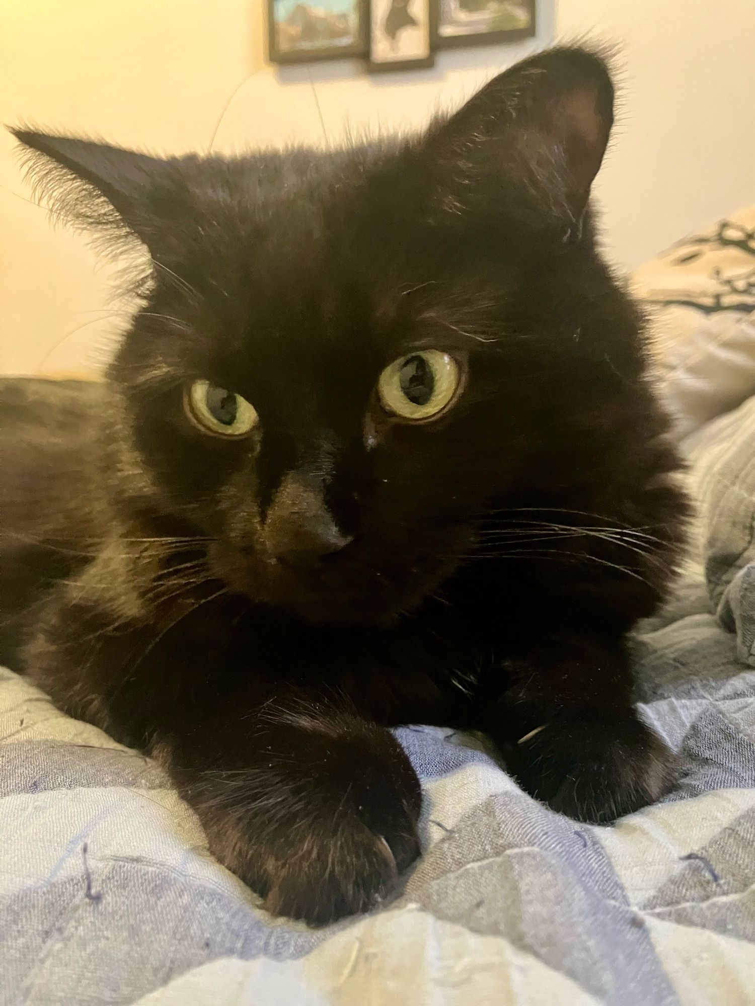 Guinness the black cat lying on a blue duvet, looking disappointed