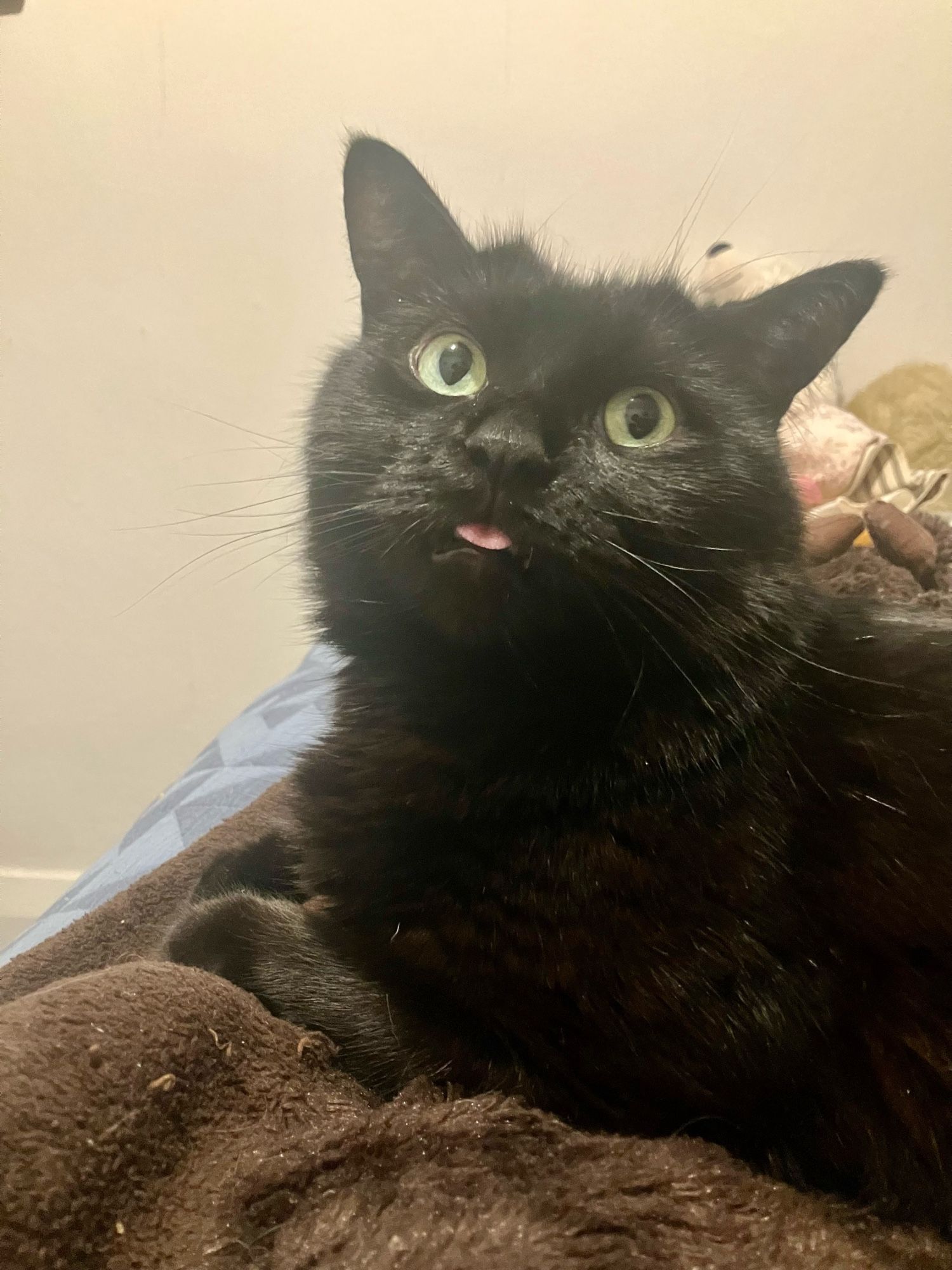 Guinness the black cat on his blankie, looking over his shoulder with an epic blep.