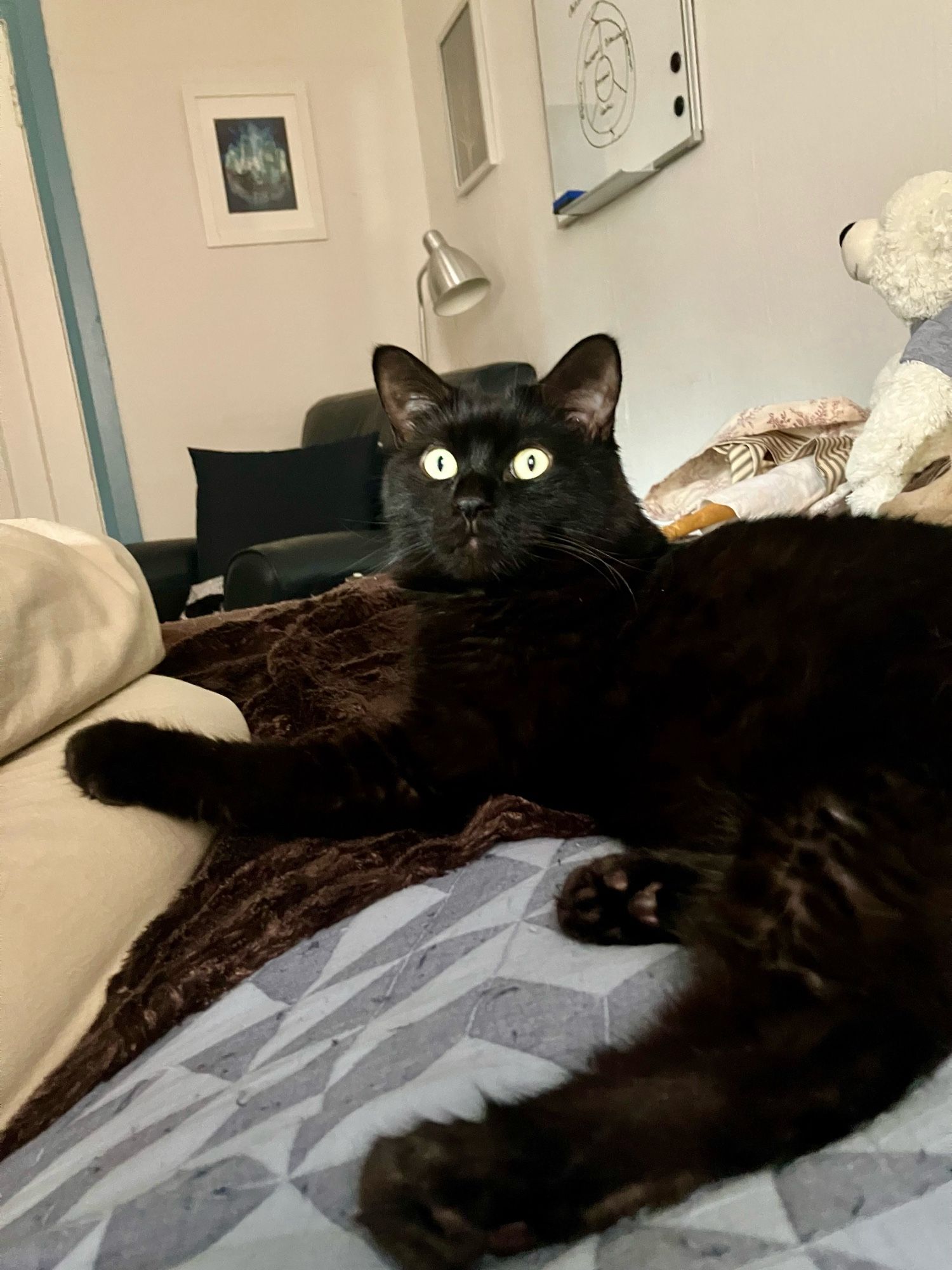 Guinness the black cat lies on a bed, one paw protectively on his human’s knee. His ears are very upright, his eyes very round, and he generally looks either shocked, alert, or like he suddenly sees beyond the known universe.