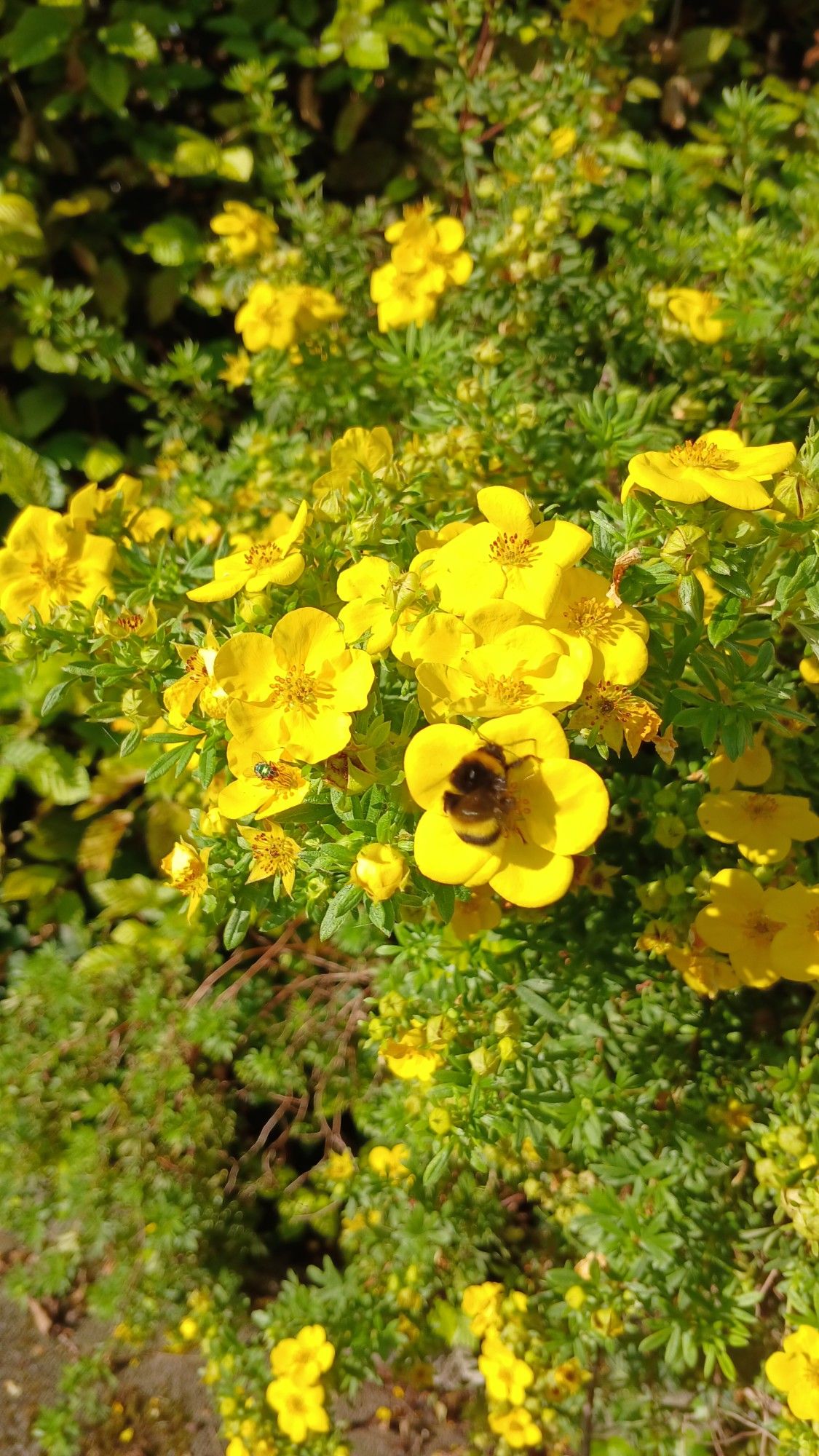 Ein Fingerstrauch (Potentilla) mit Hummel. Der Fingerstrauch hat knallgelbe, fünfblättrige Blüten, auf einer sitzt eine Hummel und saugt Honig.
Links unterhalb der Hummel sitzt eine grüne Fliege auf einer weiteren Blüte.