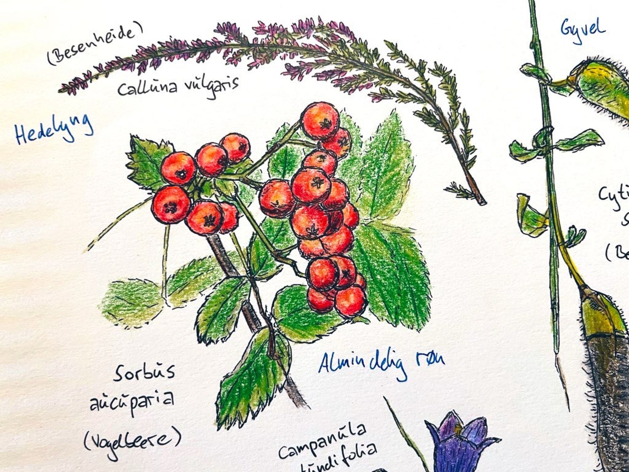 Drawing of a branch of Sorbus aucuparia (rowan) with green leaves and reddish berries. Handwritten notes including the Latin, German, and Danish names complete the picture.